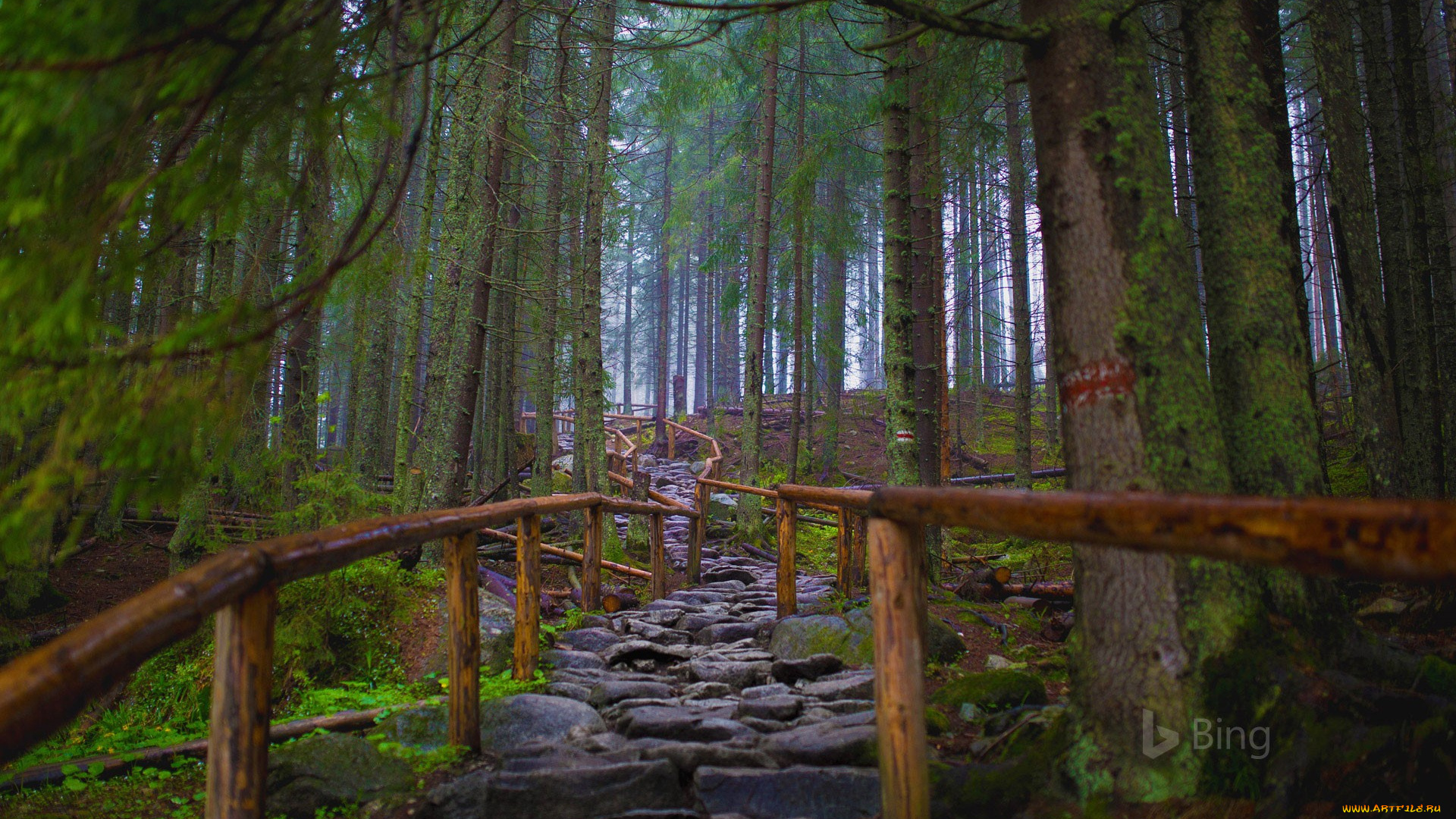 природа, лес, тропинка