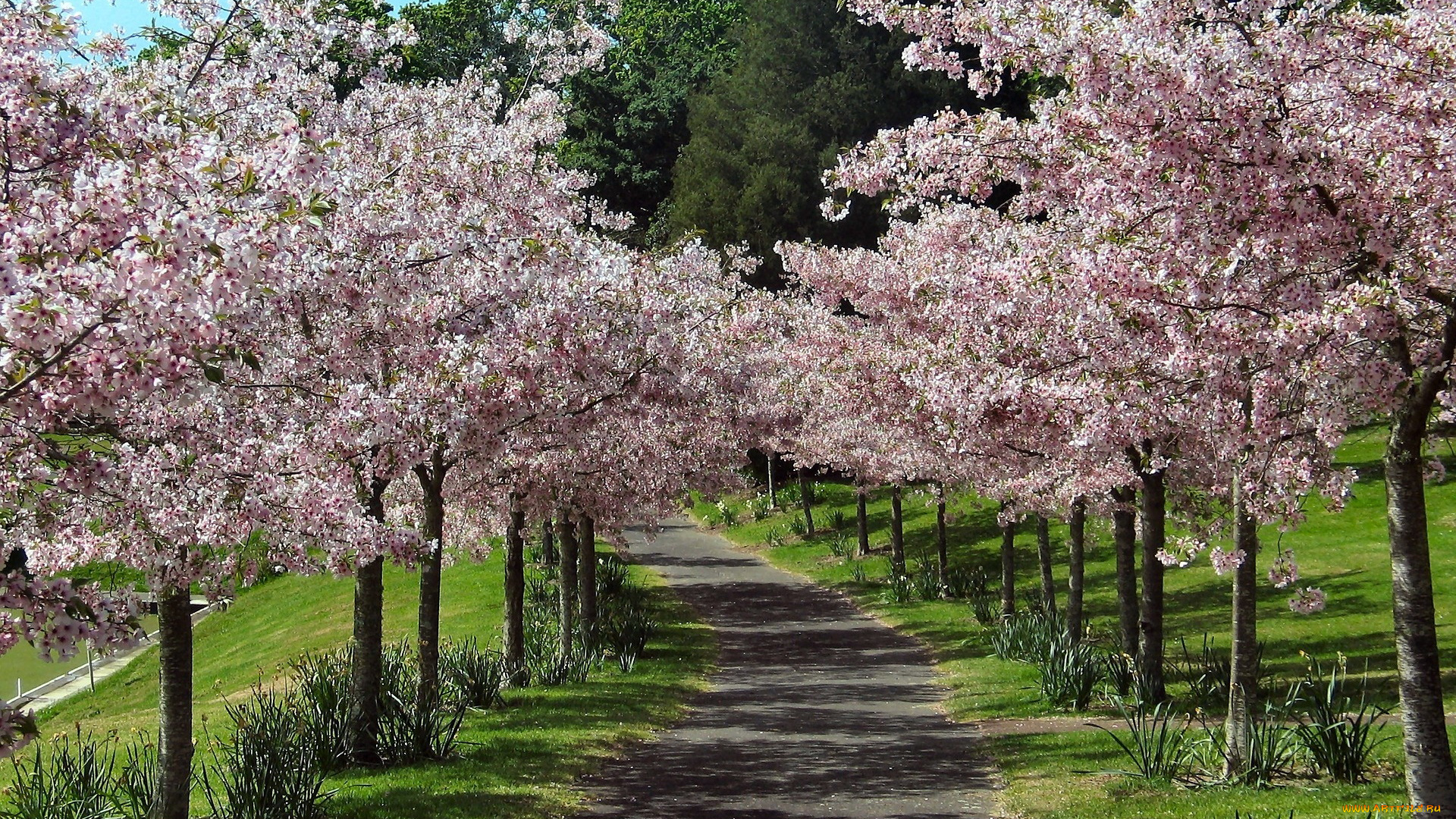 природа, парк, аллея, цветущие, деревья, весна