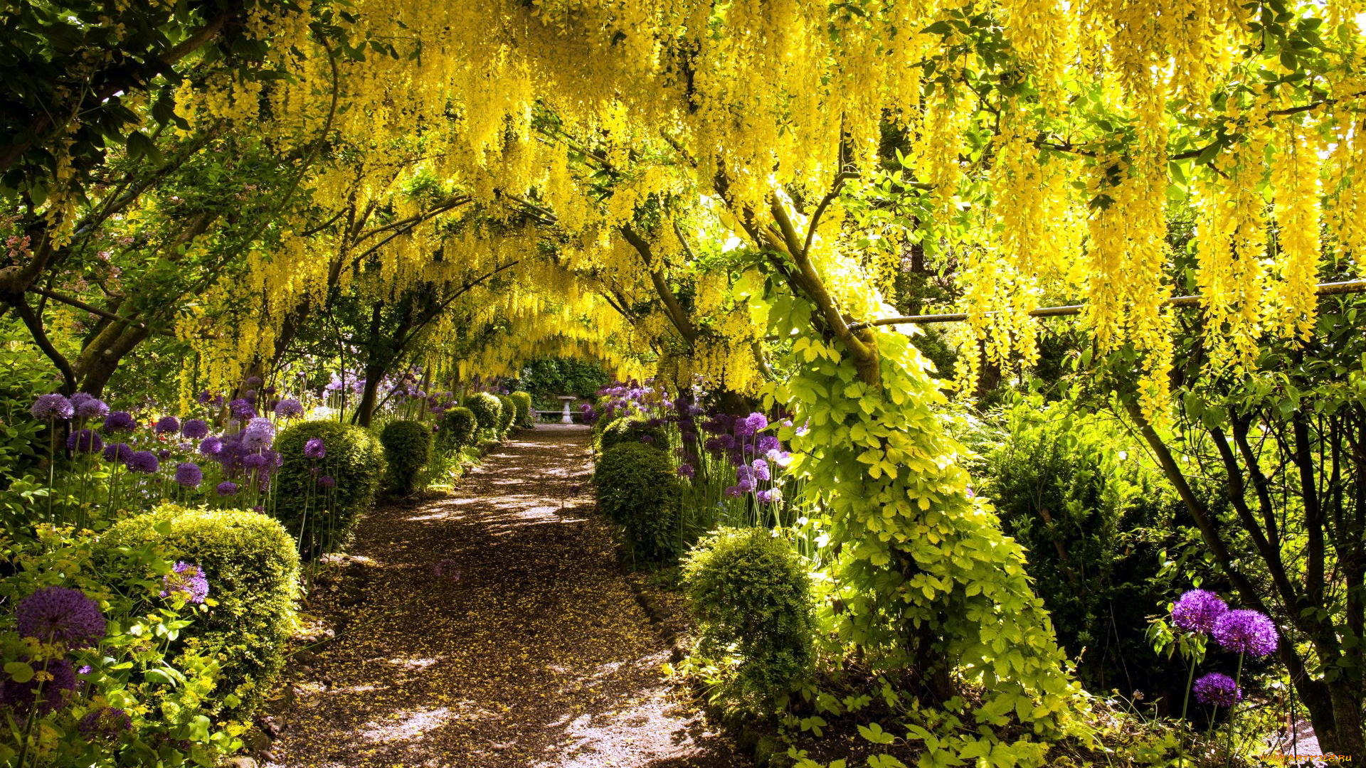 природа, парк, глициния