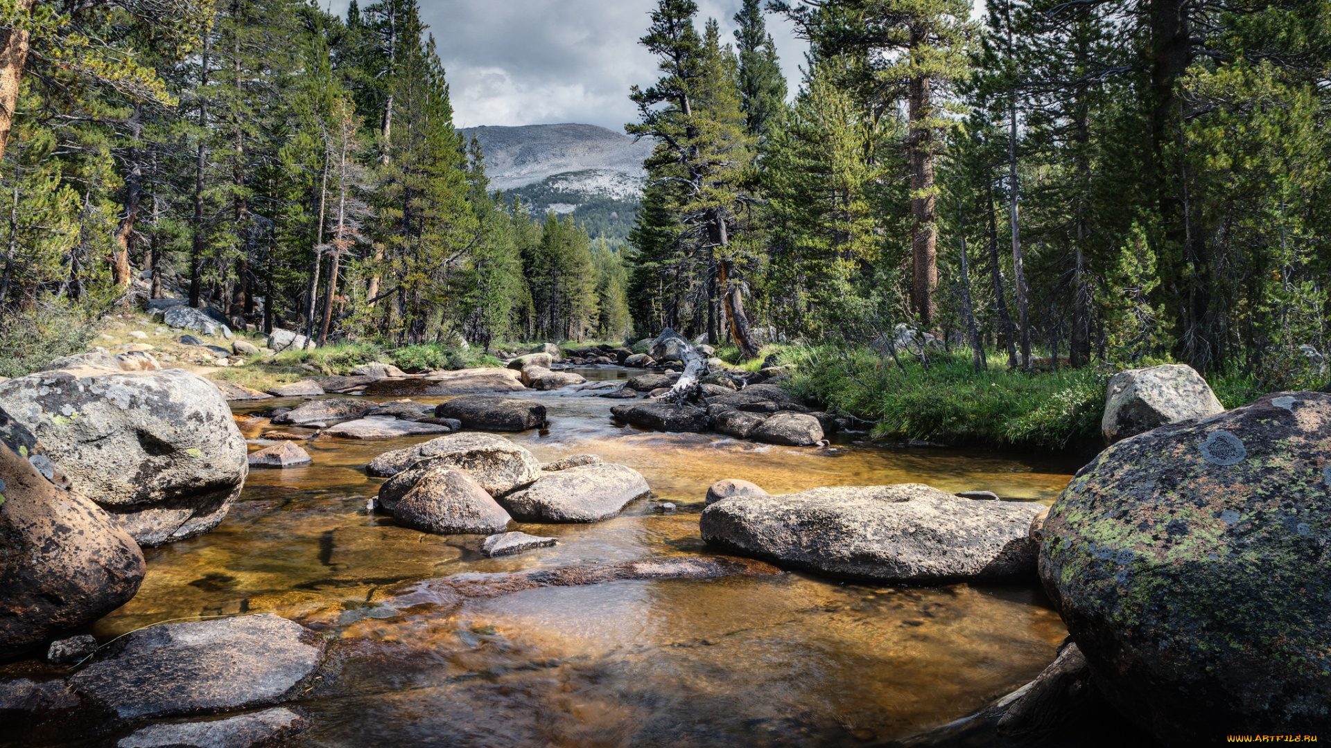 природа, реки, озера, река, лес