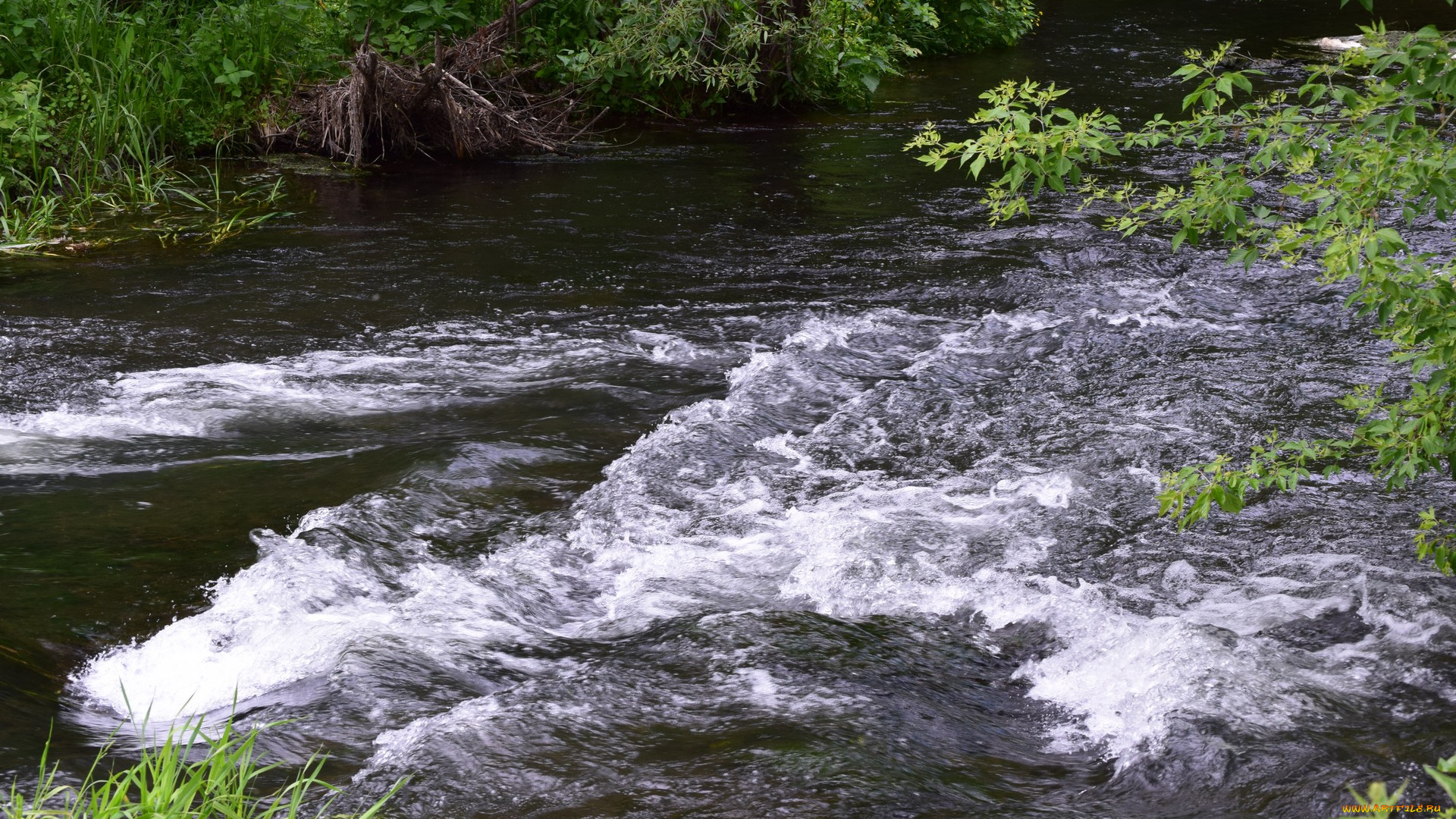 природа, вода, река, куст