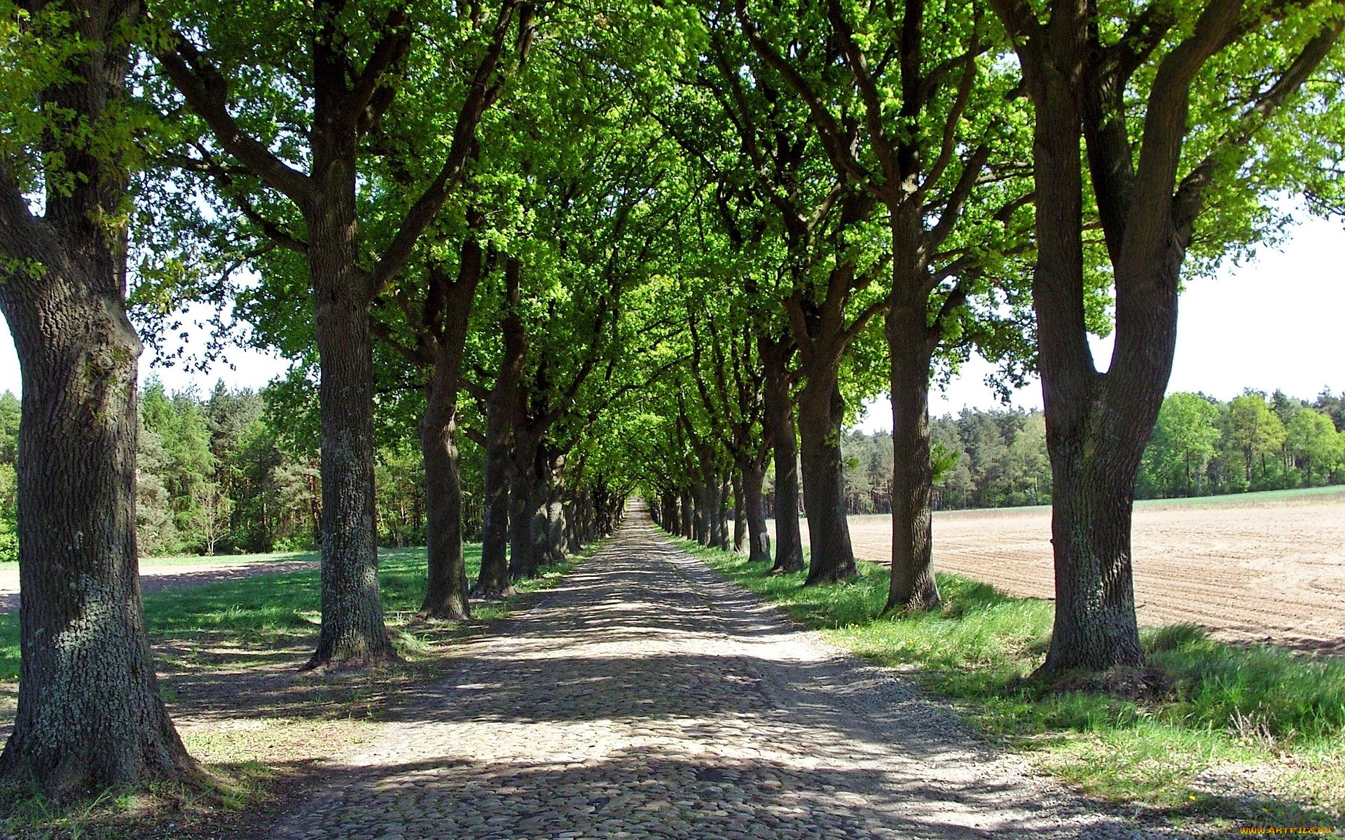 природа, дороги, поля, дорога, булыжник, деревья