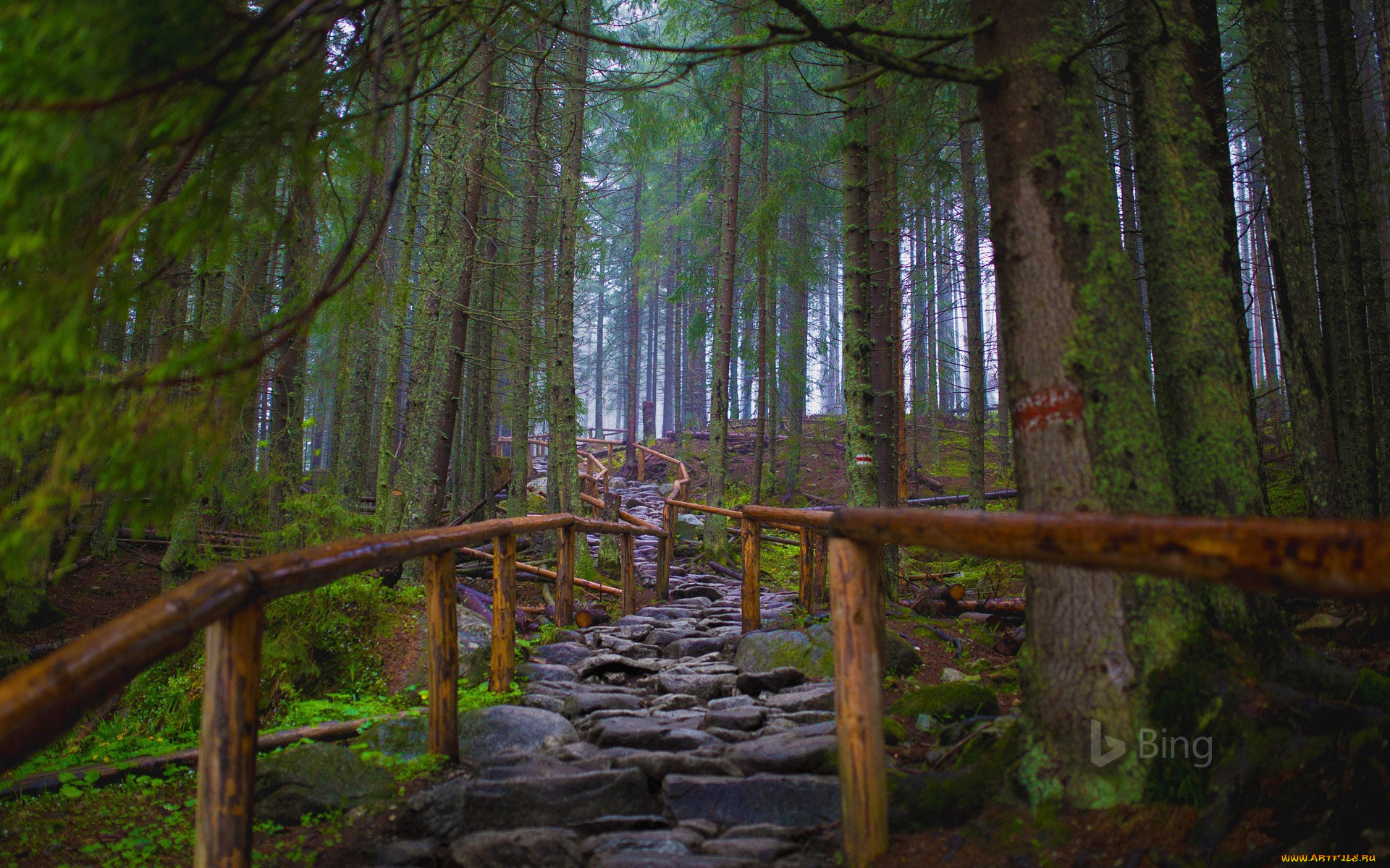 природа, лес, тропинка