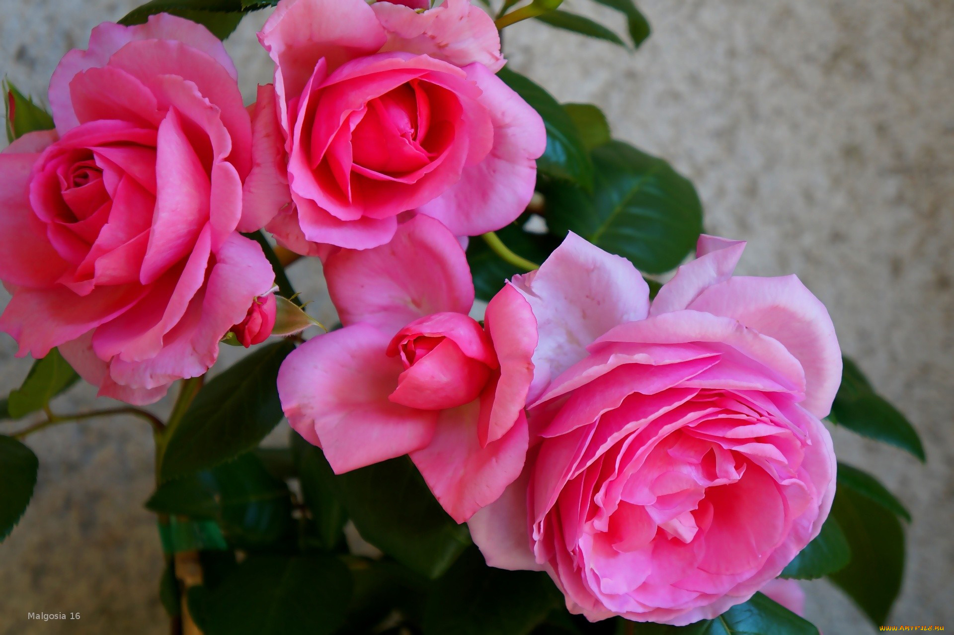 цветы, розы, розовый