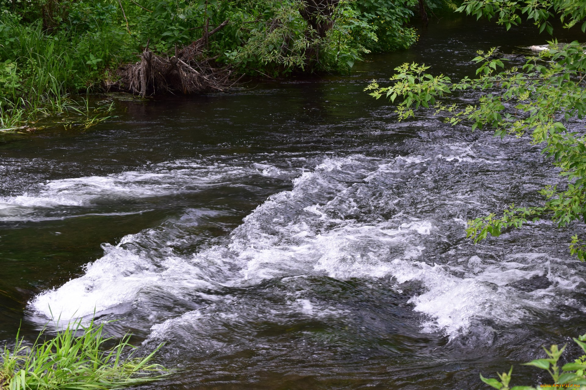 природа, вода, река, куст