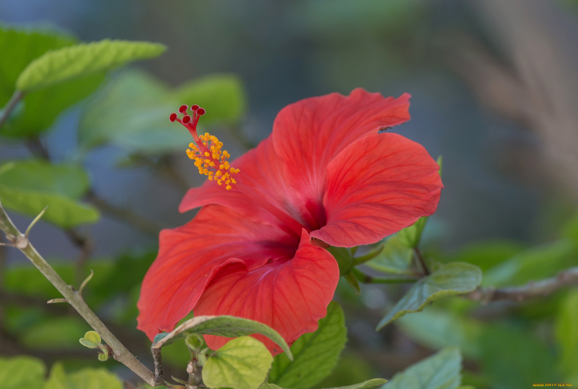 цветы, гибискусы, лепестки, китайская, роза, гибискус