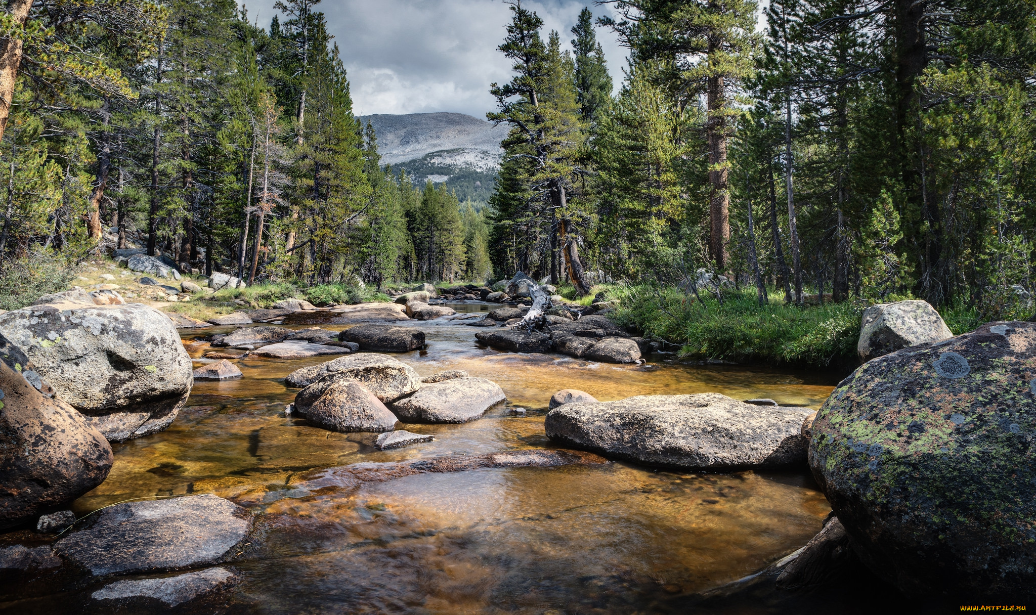 природа, реки, озера, река, лес