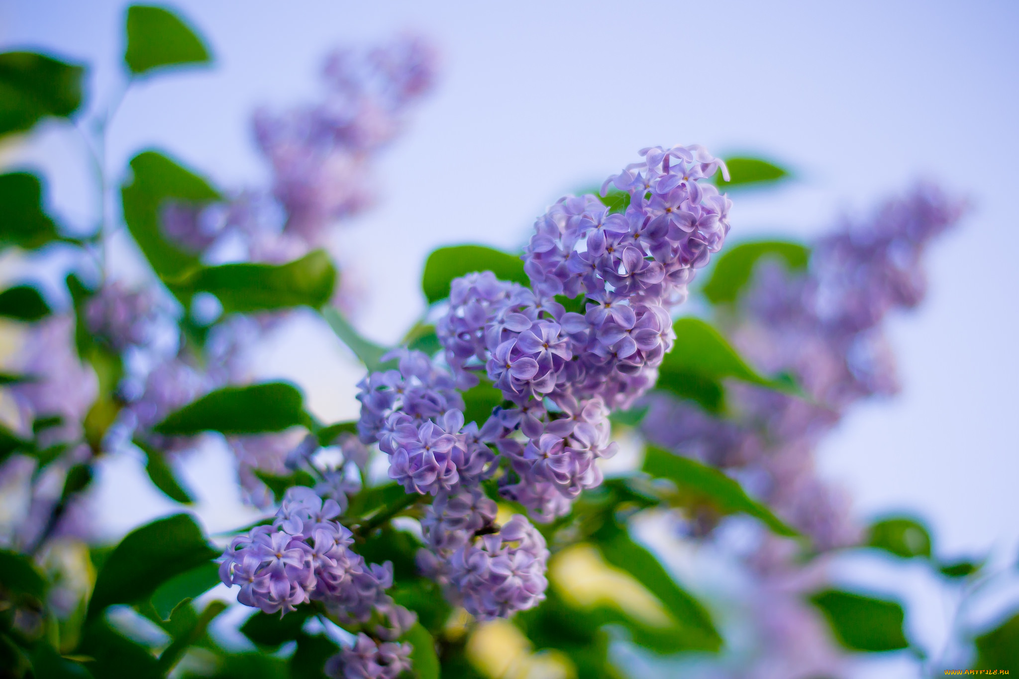 цветы, сирень, весна, куст
