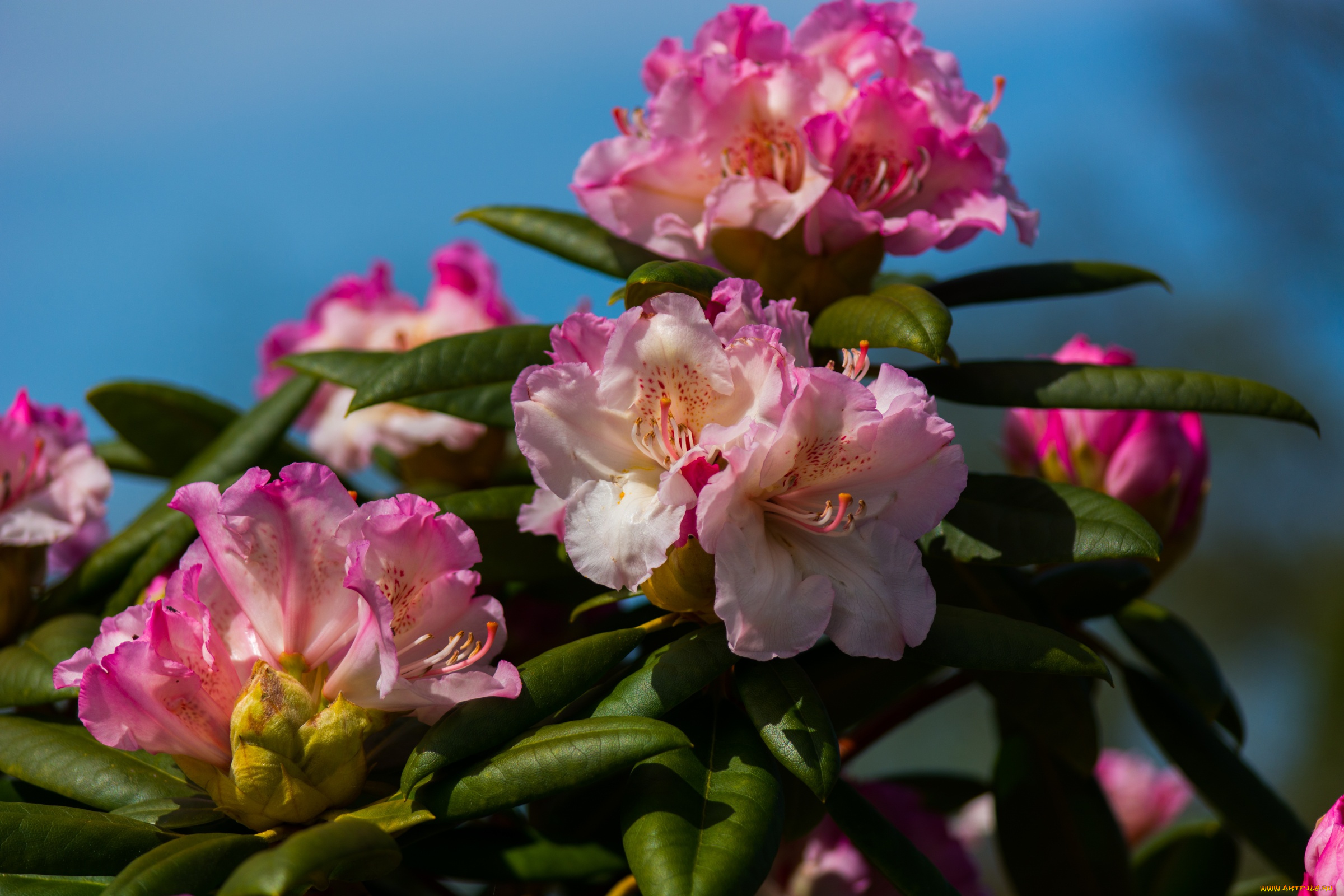 цветы, рододендроны, , азалии, азалия, рододендрон, макро