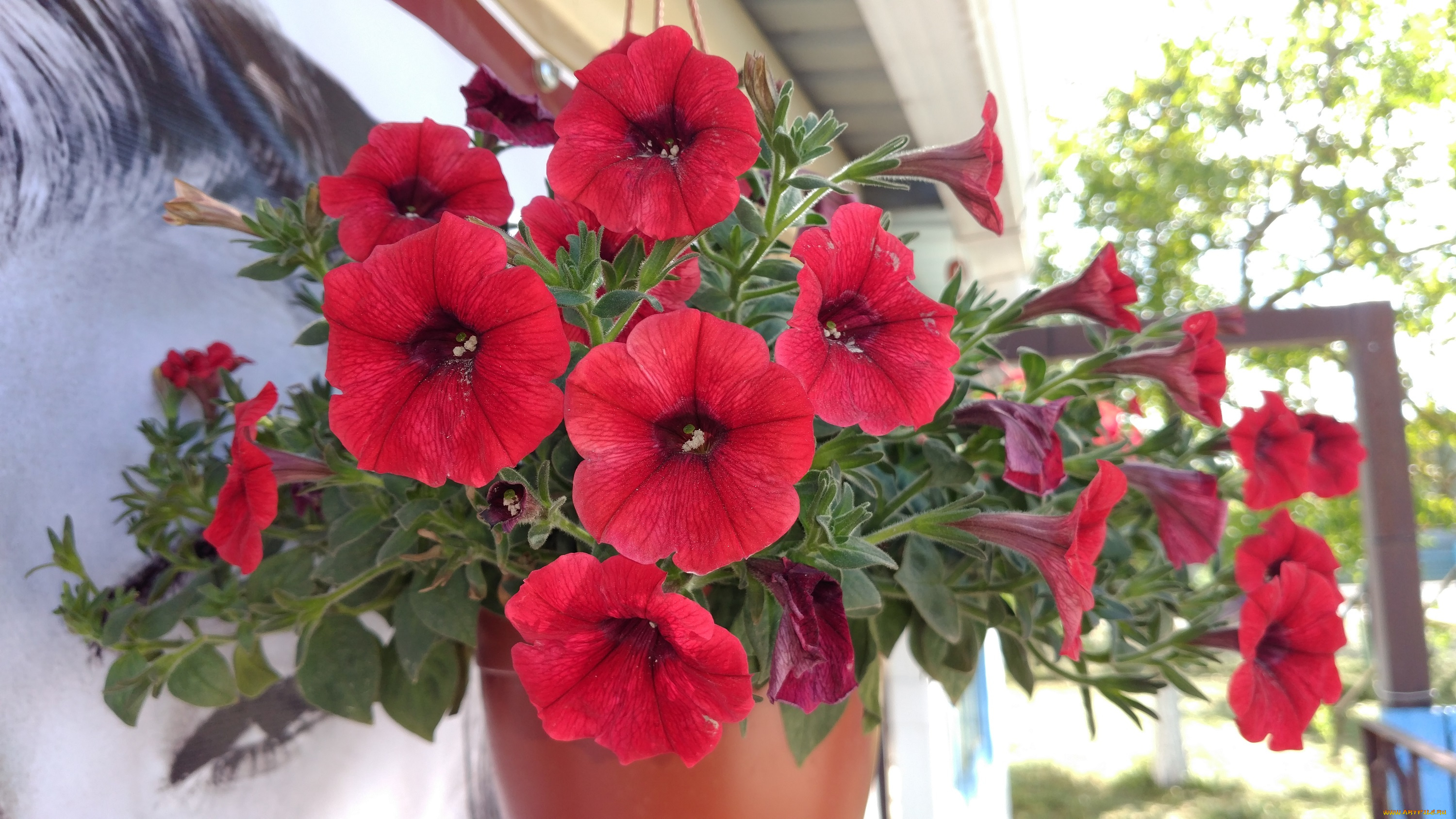цветы, петунии, , калибрахоа, красные