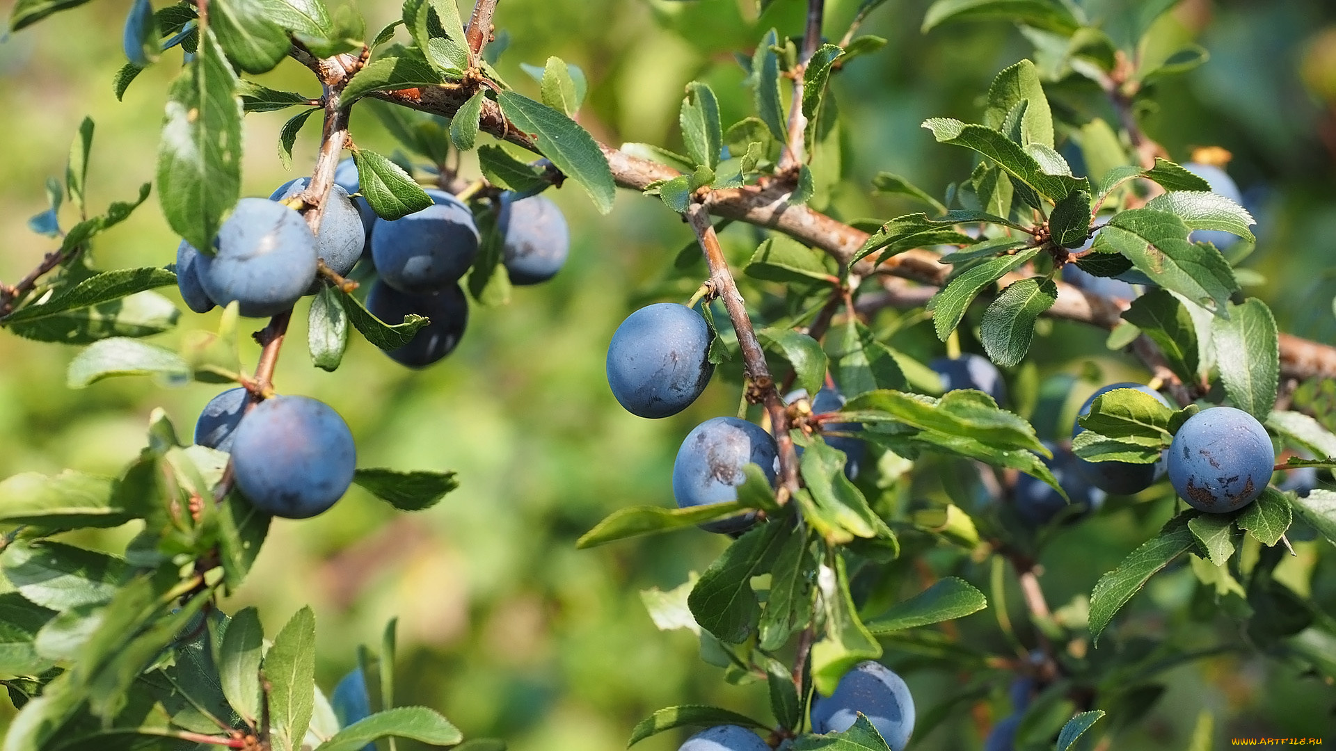 природа, плоды, тёрн, слива, колючая