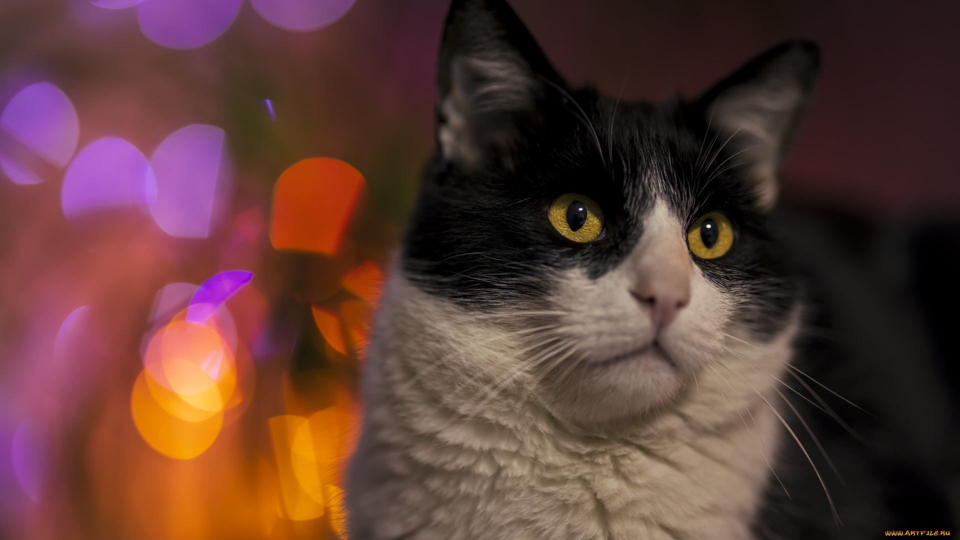 животные, коты, кот, кошка