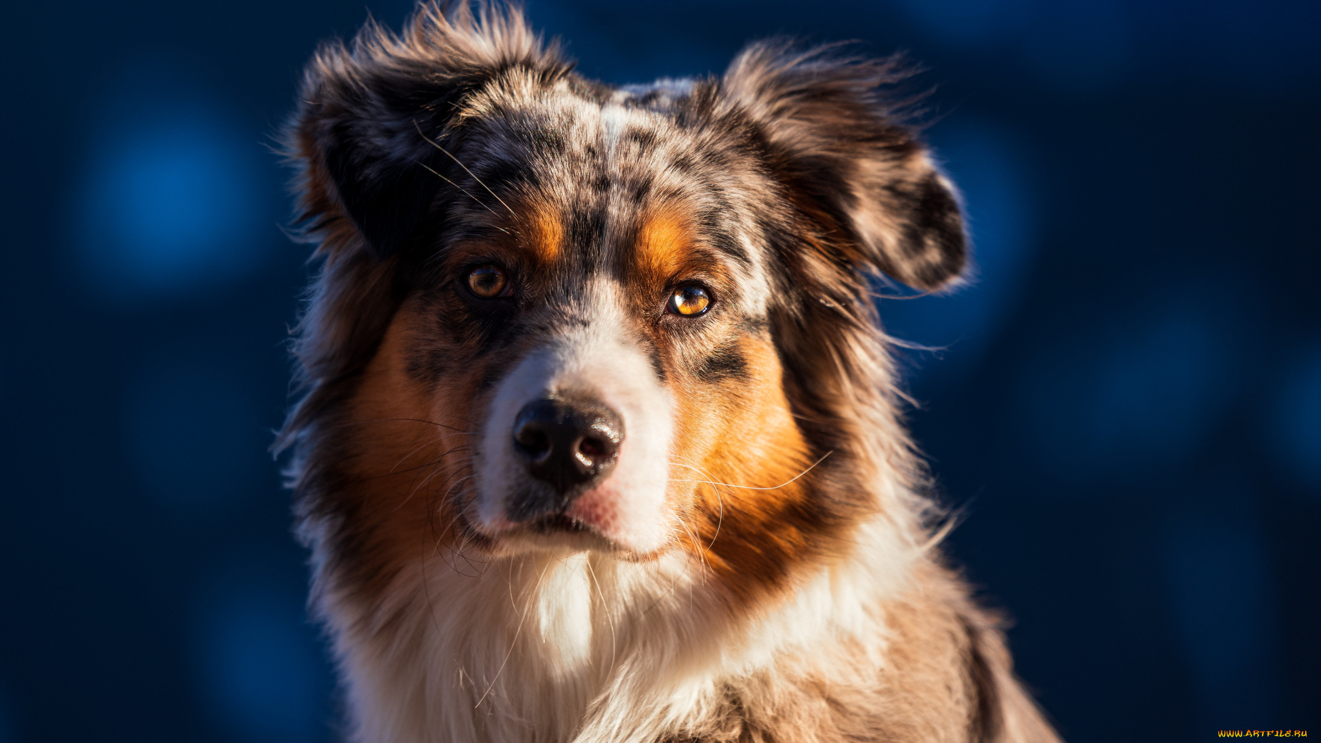 животные, собаки, собака