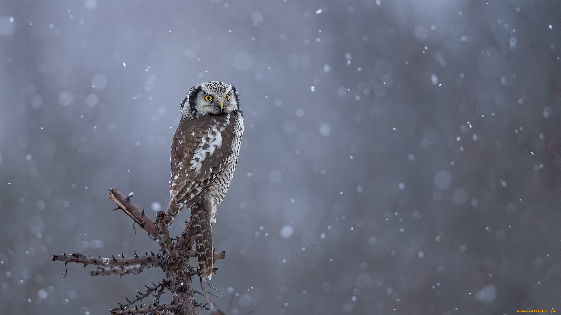 животные, совы, сова