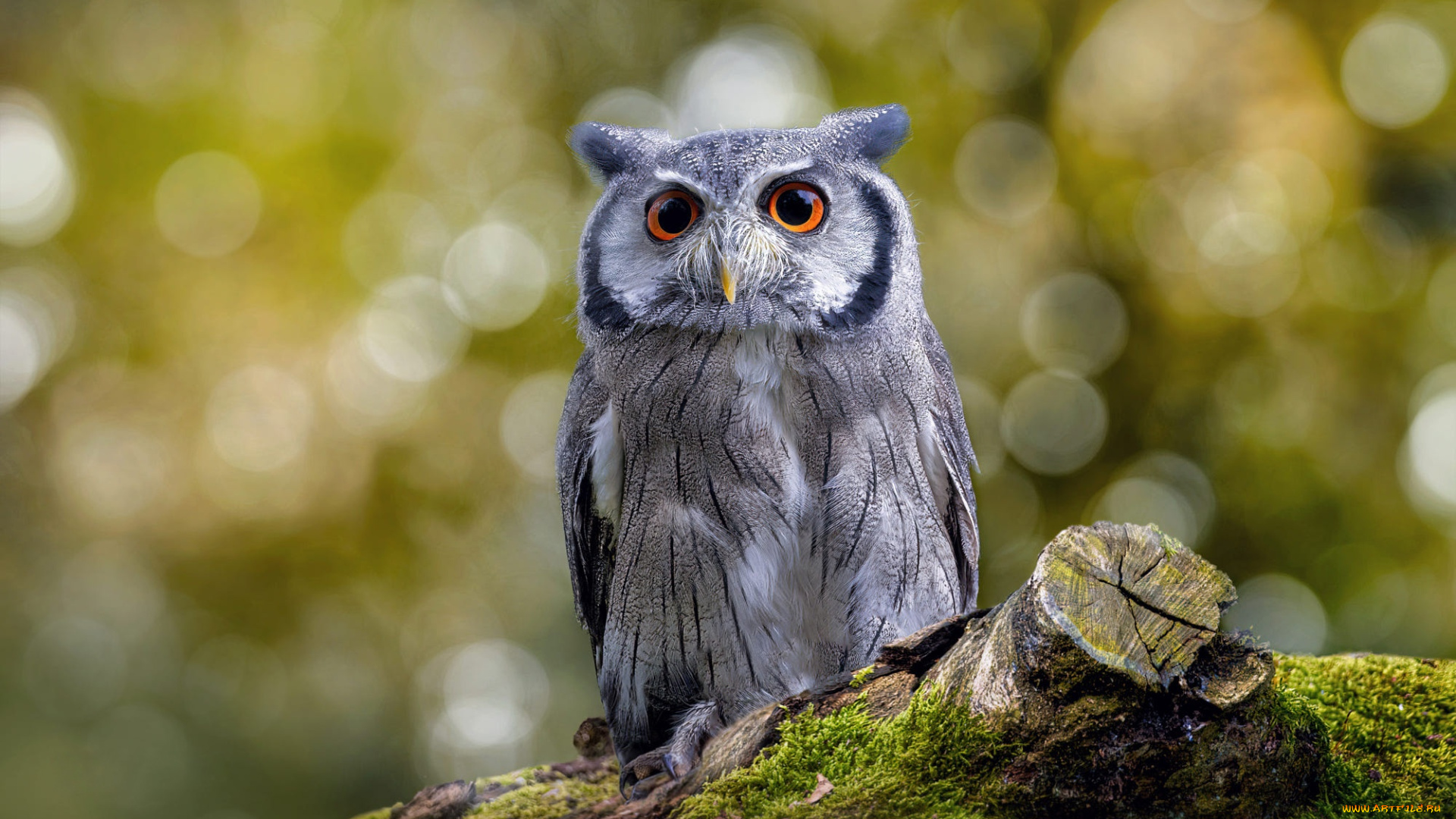 животные, совы, сова