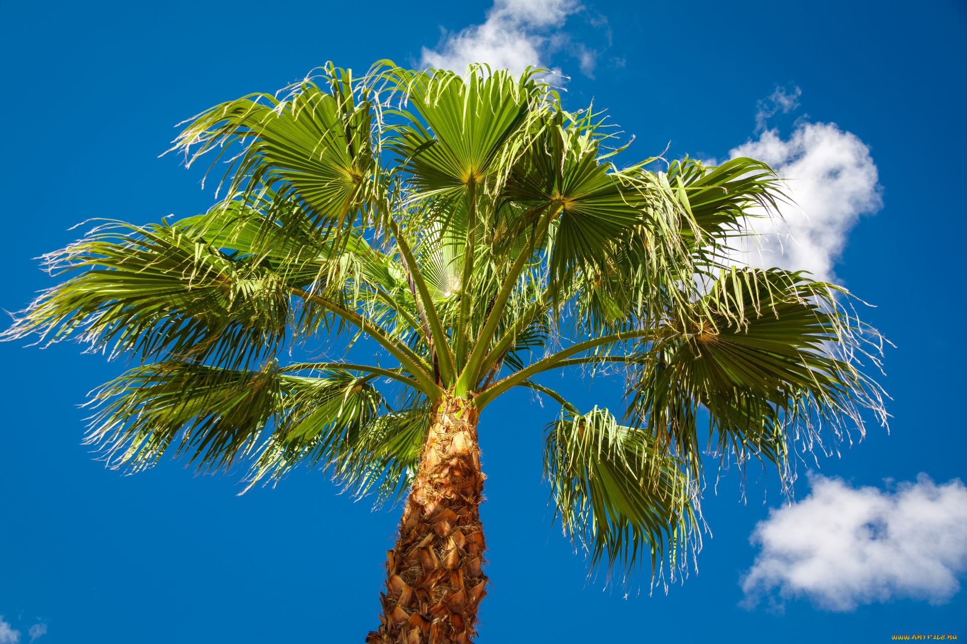 природа, деревья, пальма
