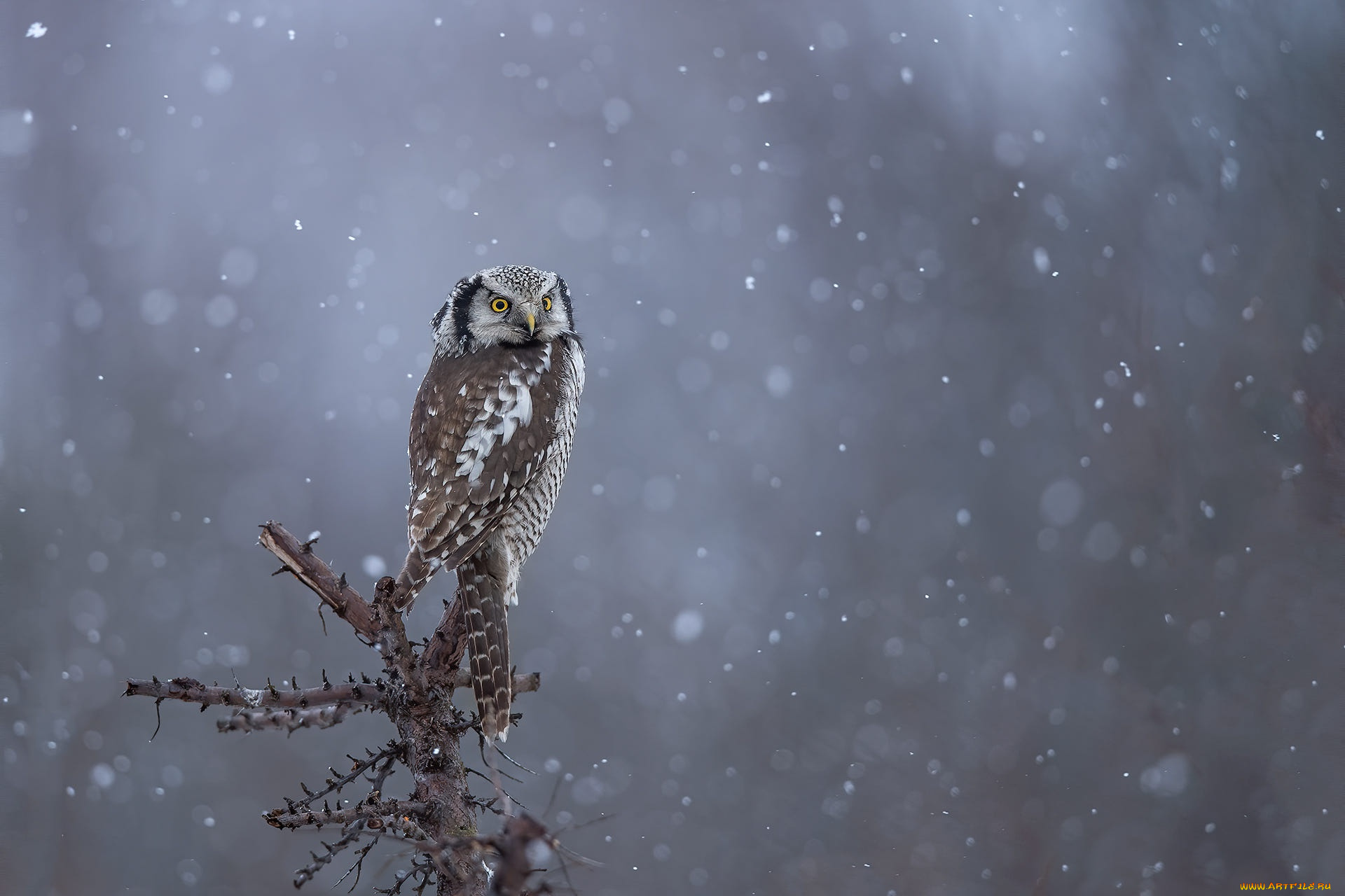 животные, совы, сова