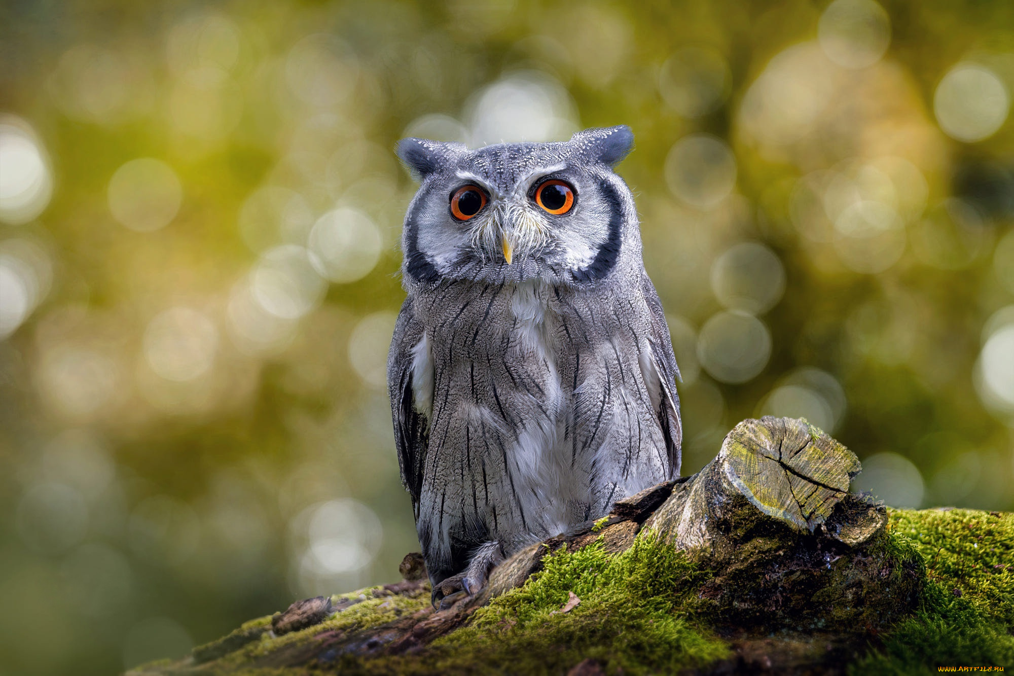 животные, совы, сова