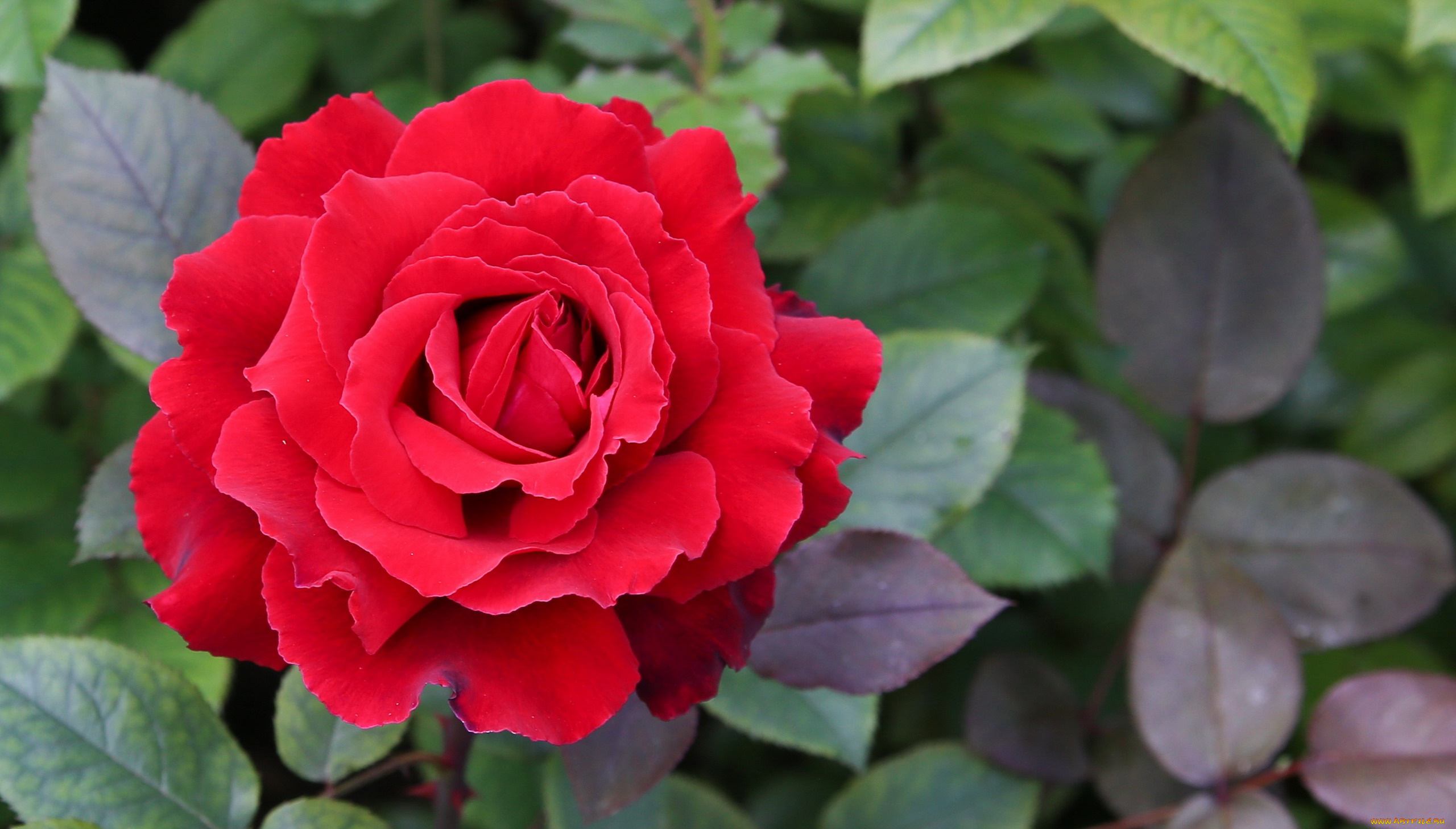 цветы, розы, алая, роза, макро