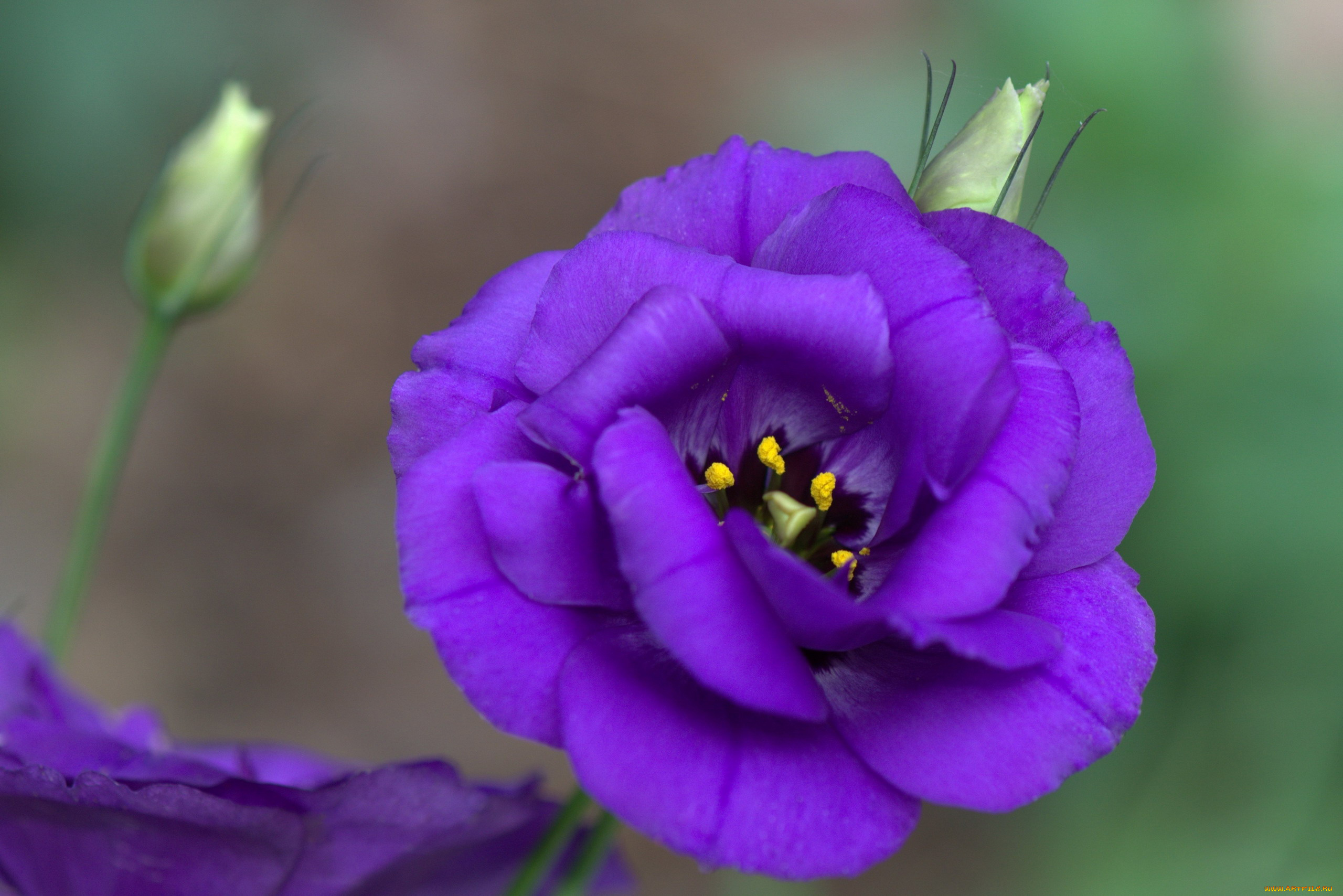 цветы, эустома, лиловая, макро