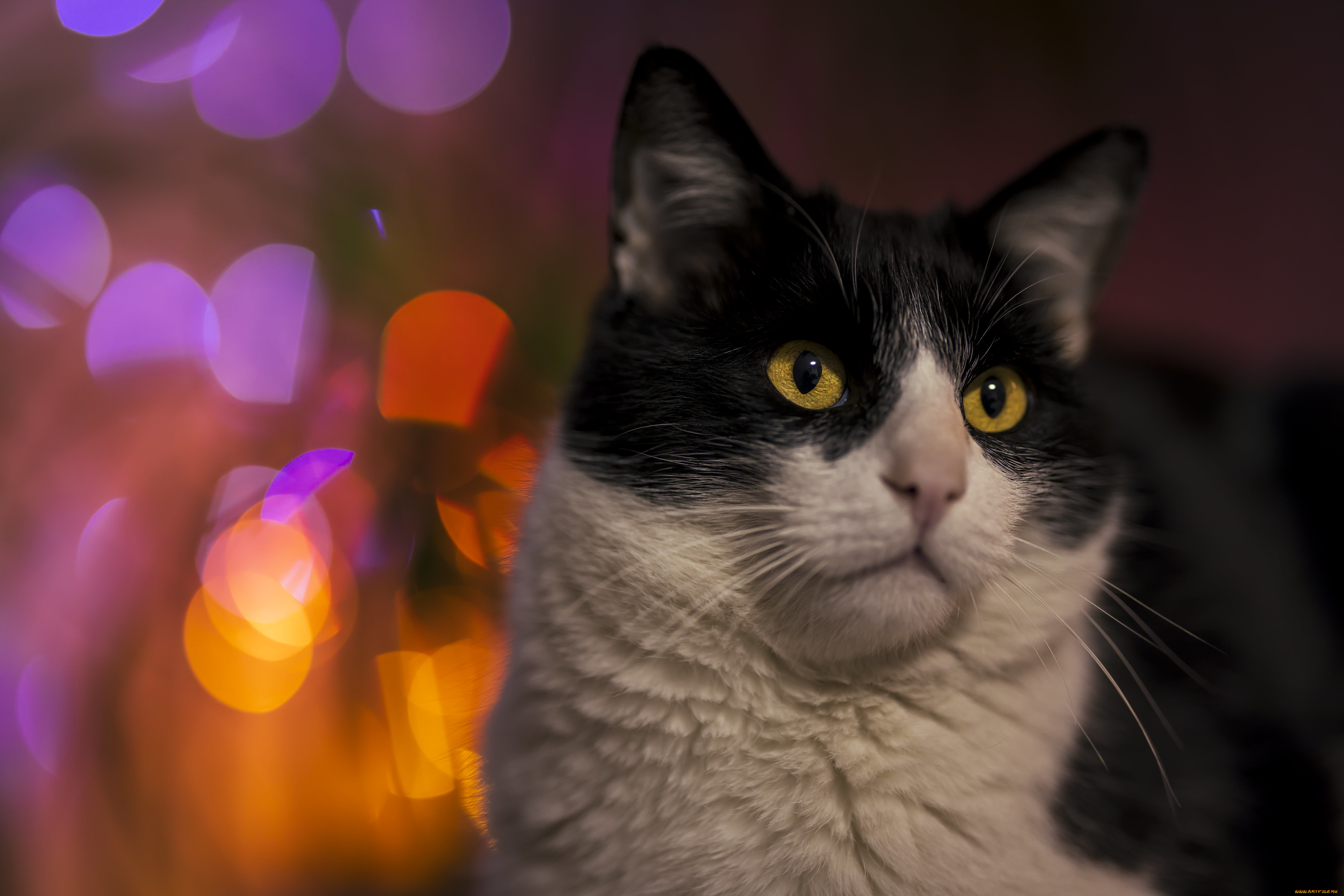 животные, коты, кот, кошка