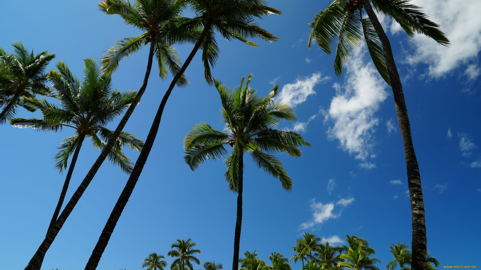 природа, деревья, тропики, пальмы