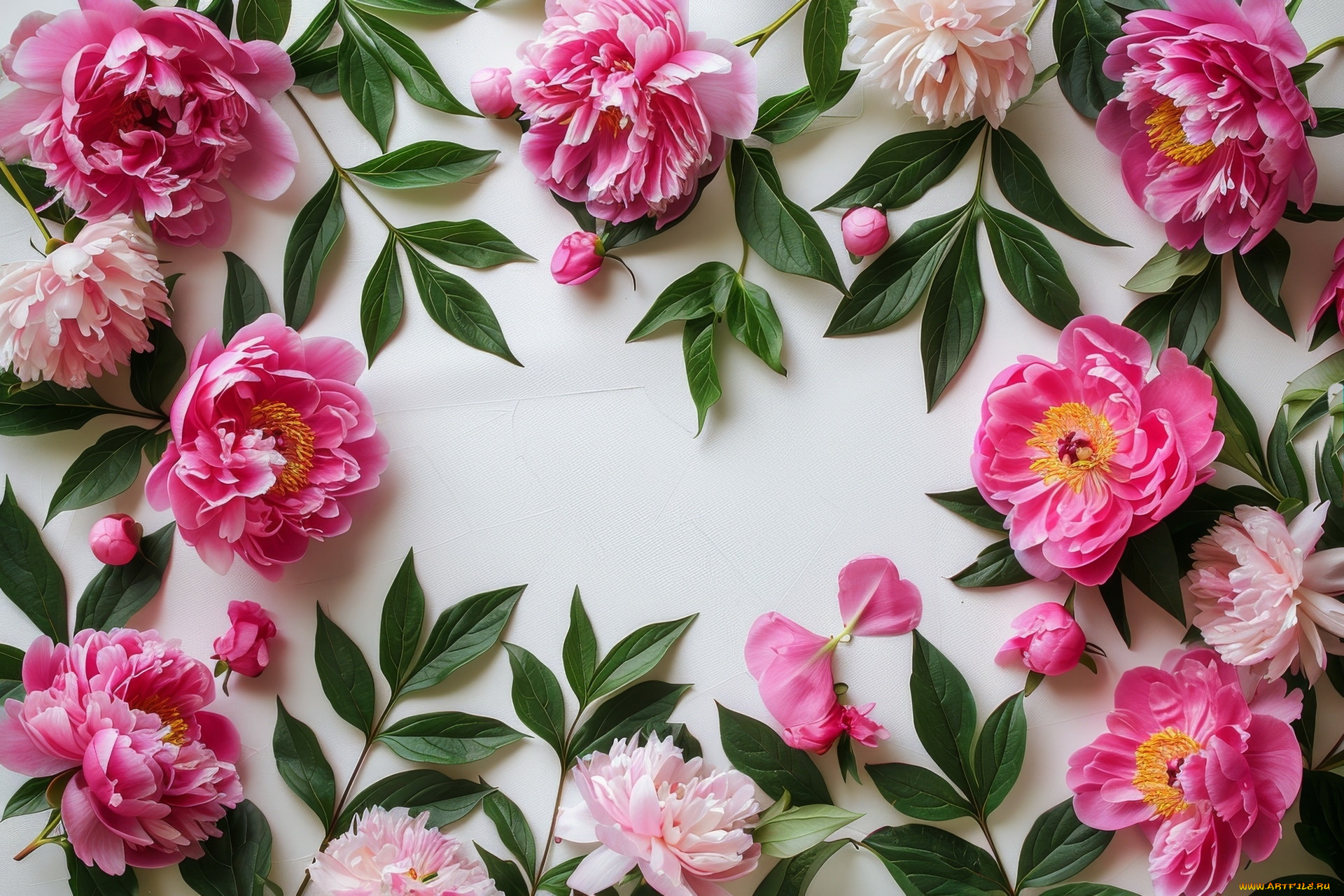 3д, графика, цветы, , flowers, пионы