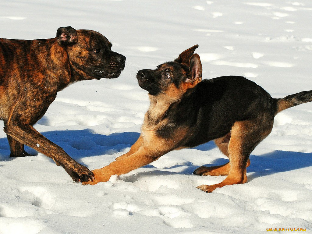 arunas, eismantas, ну, что, поговорим, животные, собаки