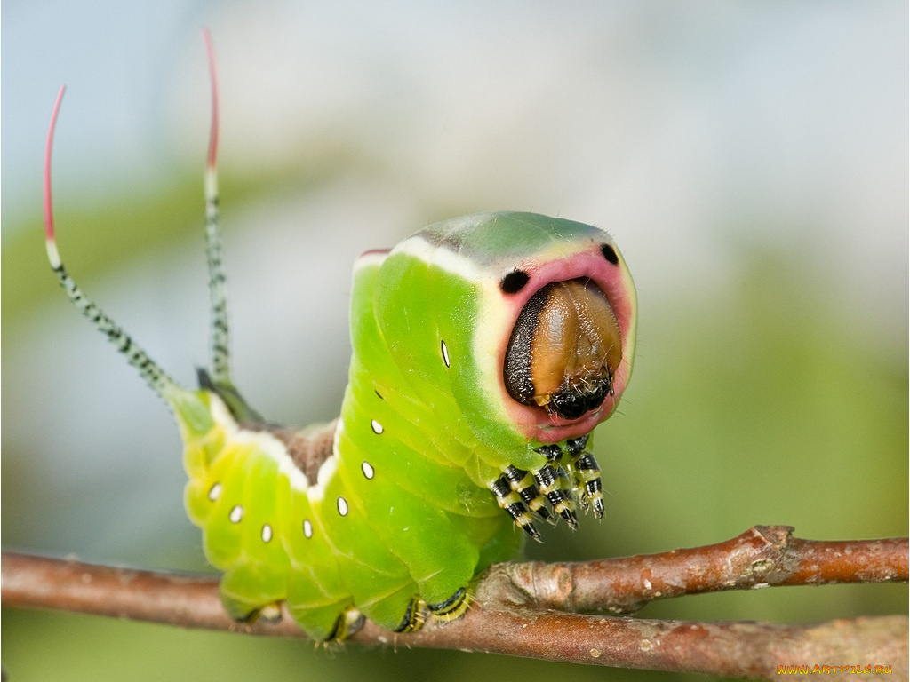tukki, страшная, ужасная, животные, гусеницы