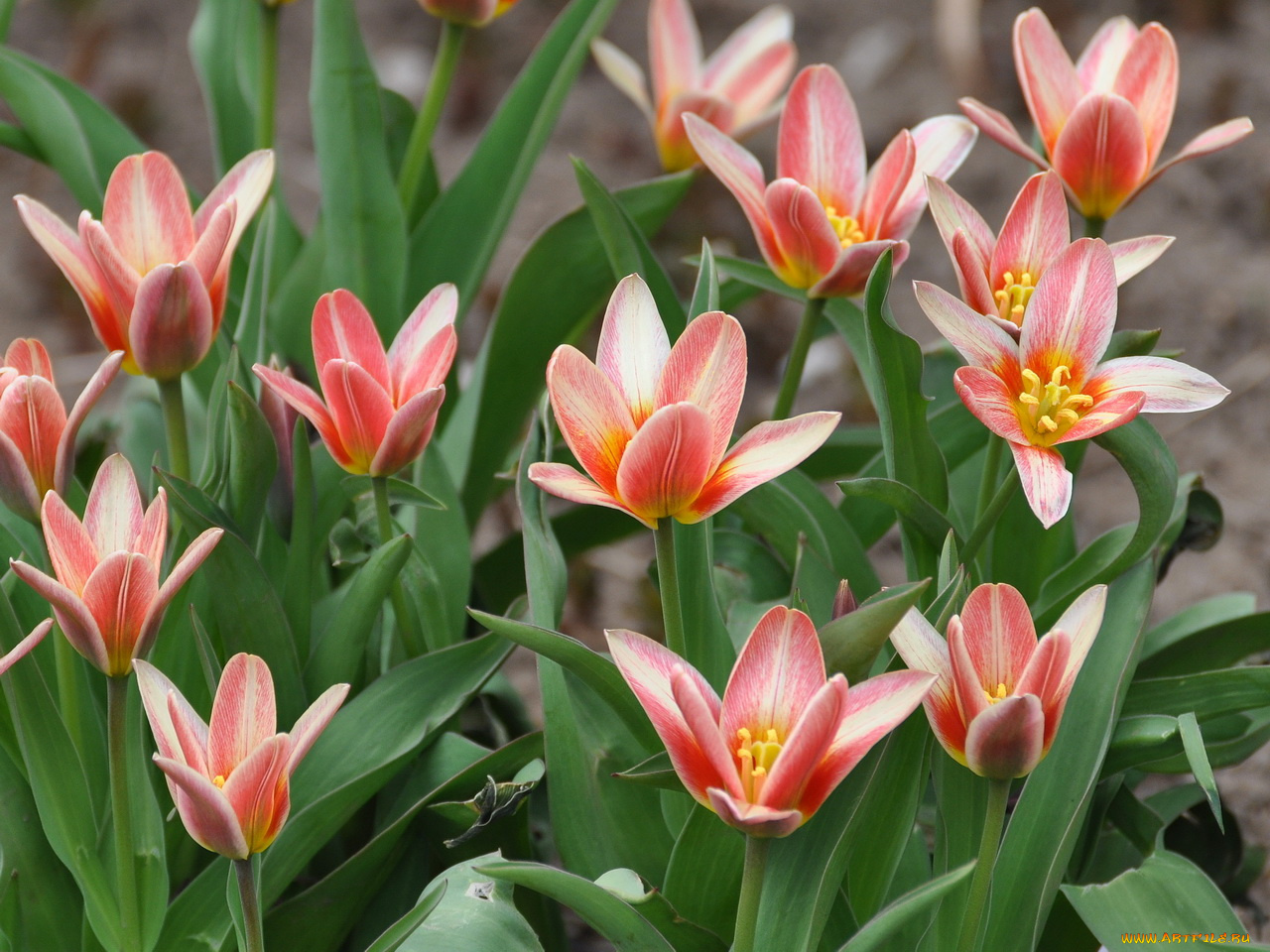 цветы, тюльпаны