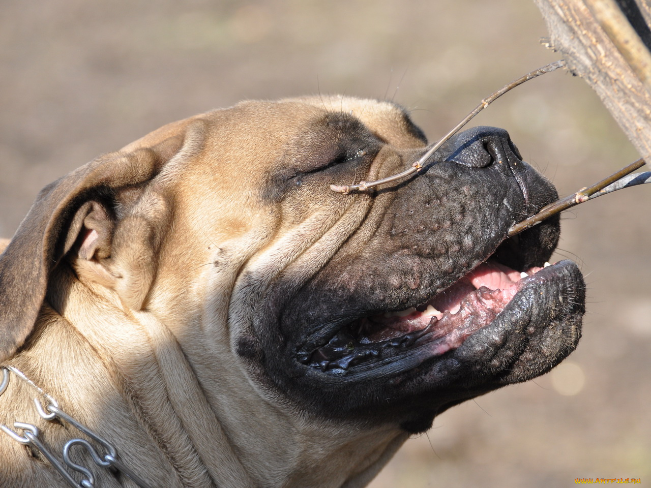 леон, животные, собаки
