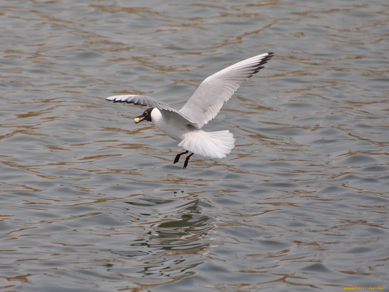 животные, Чайки, бакланы, крачки