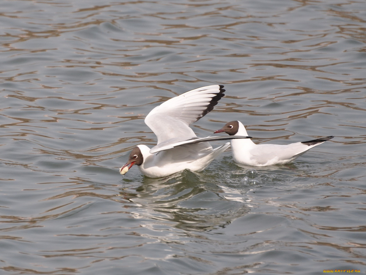 животные, Чайки, бакланы, крачки