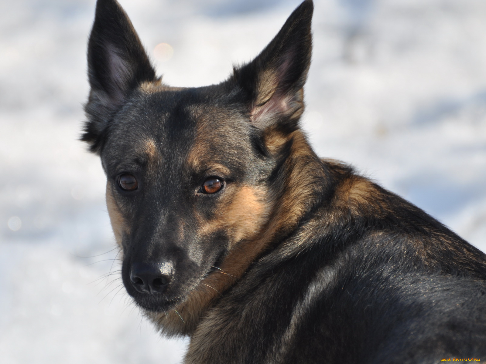 джерька, животные, собаки