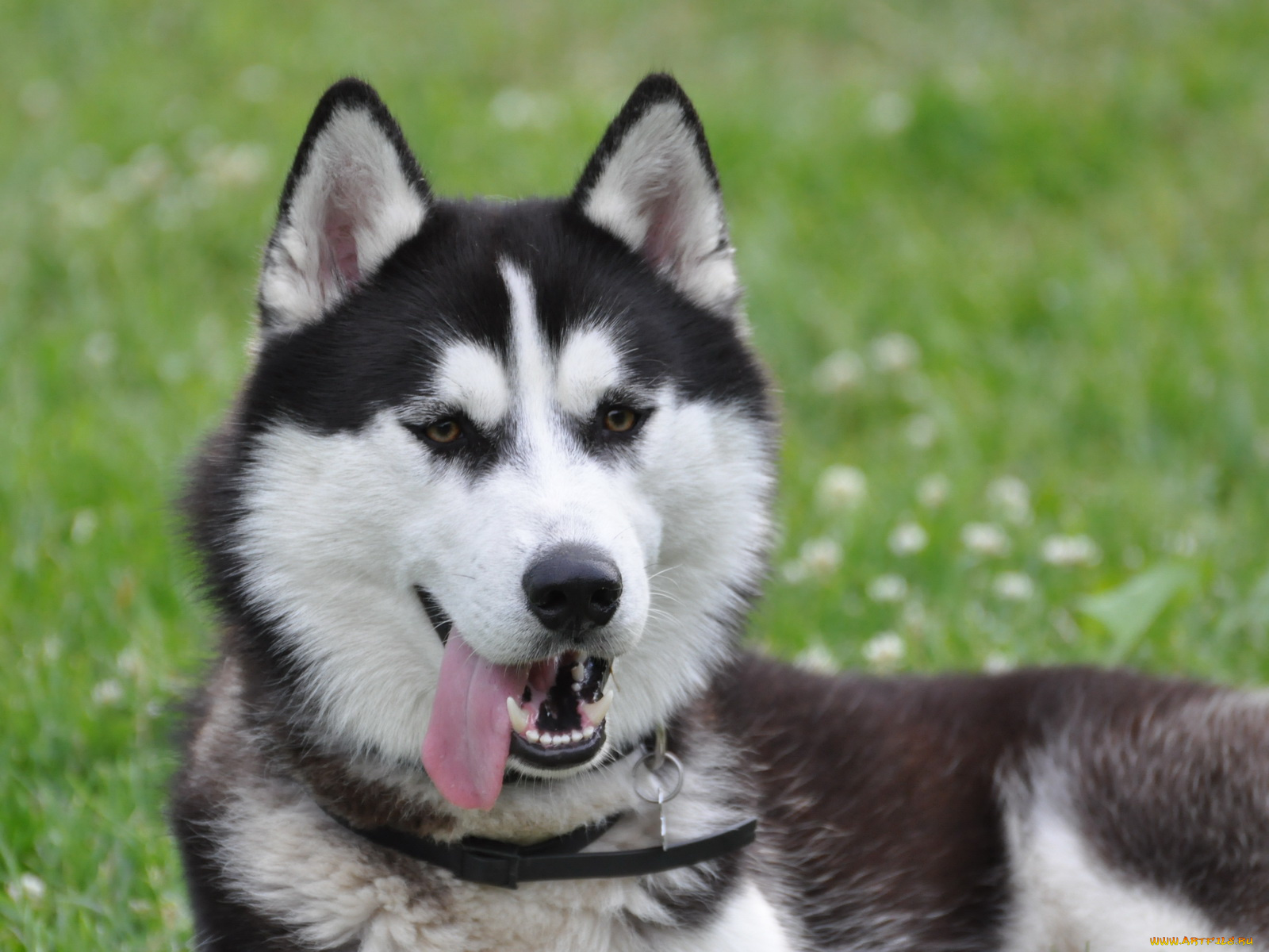 хаски, животные, собаки