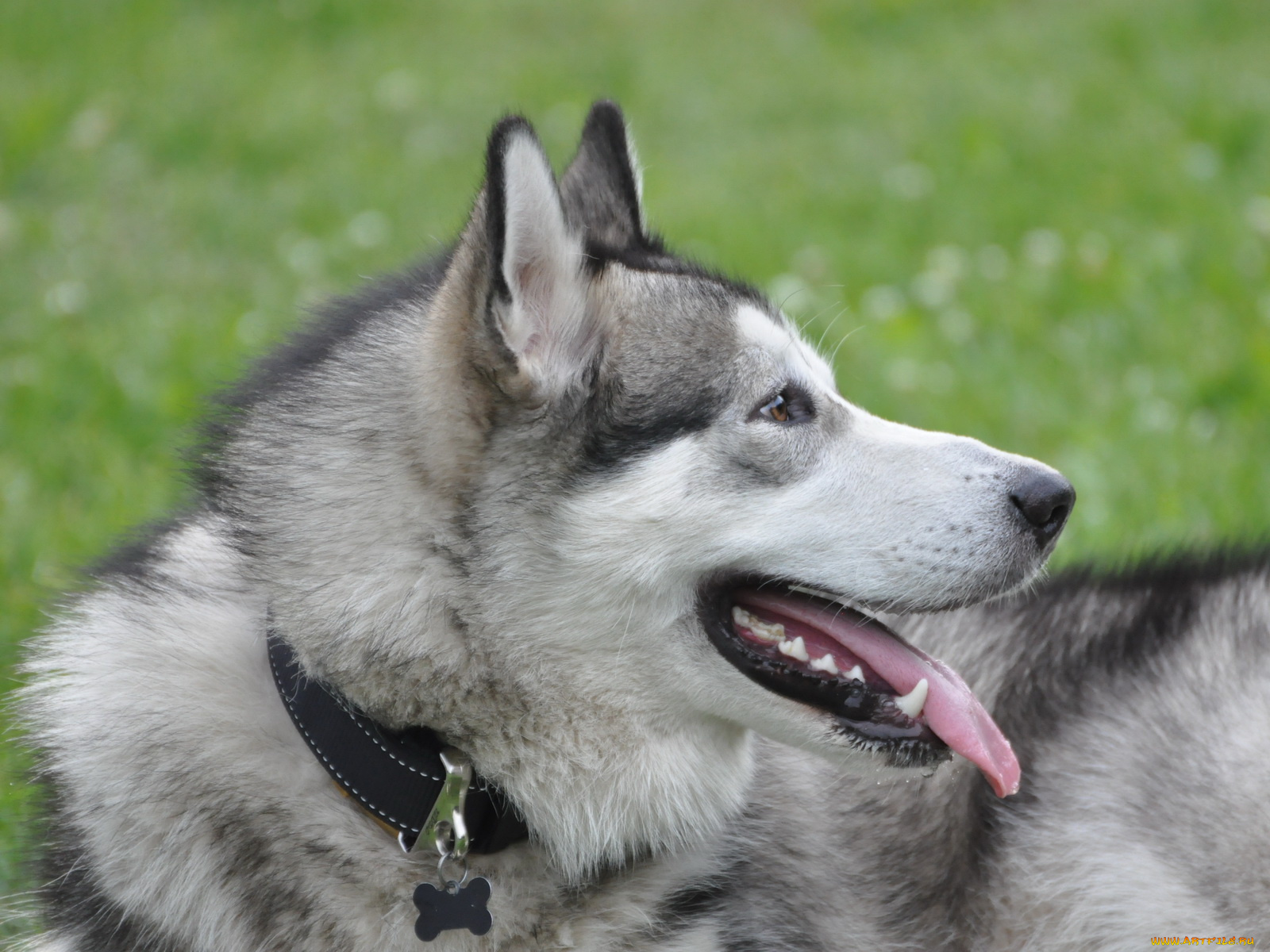 маламут, животные, собаки