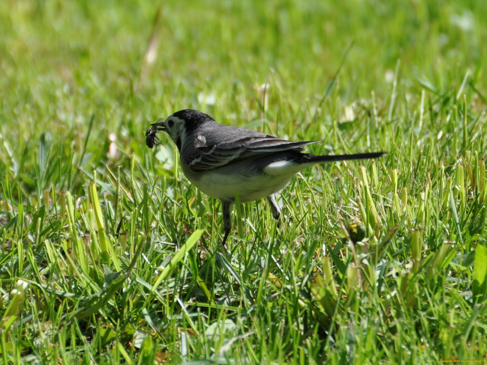 животные, птицы