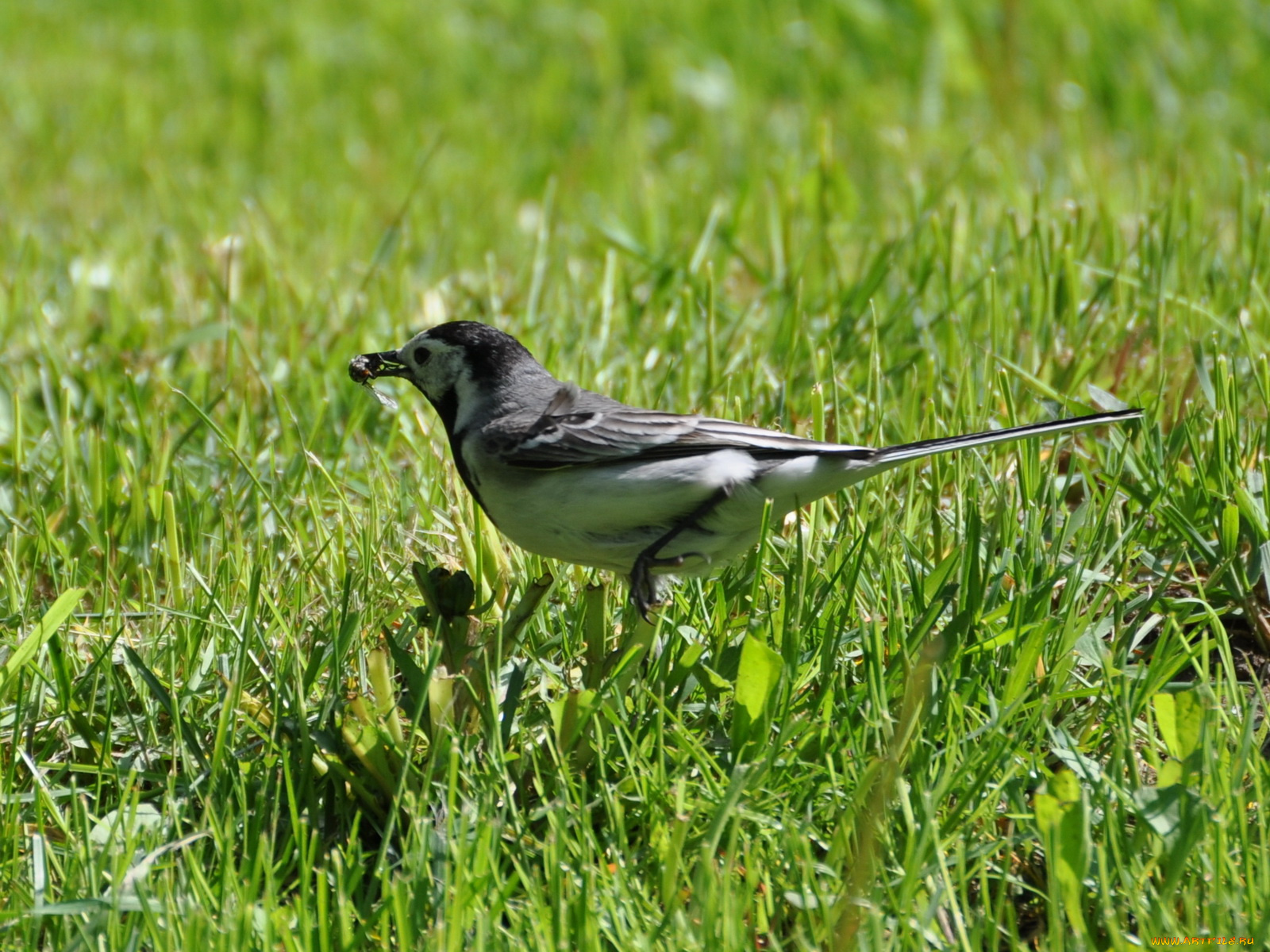 животные, птицы