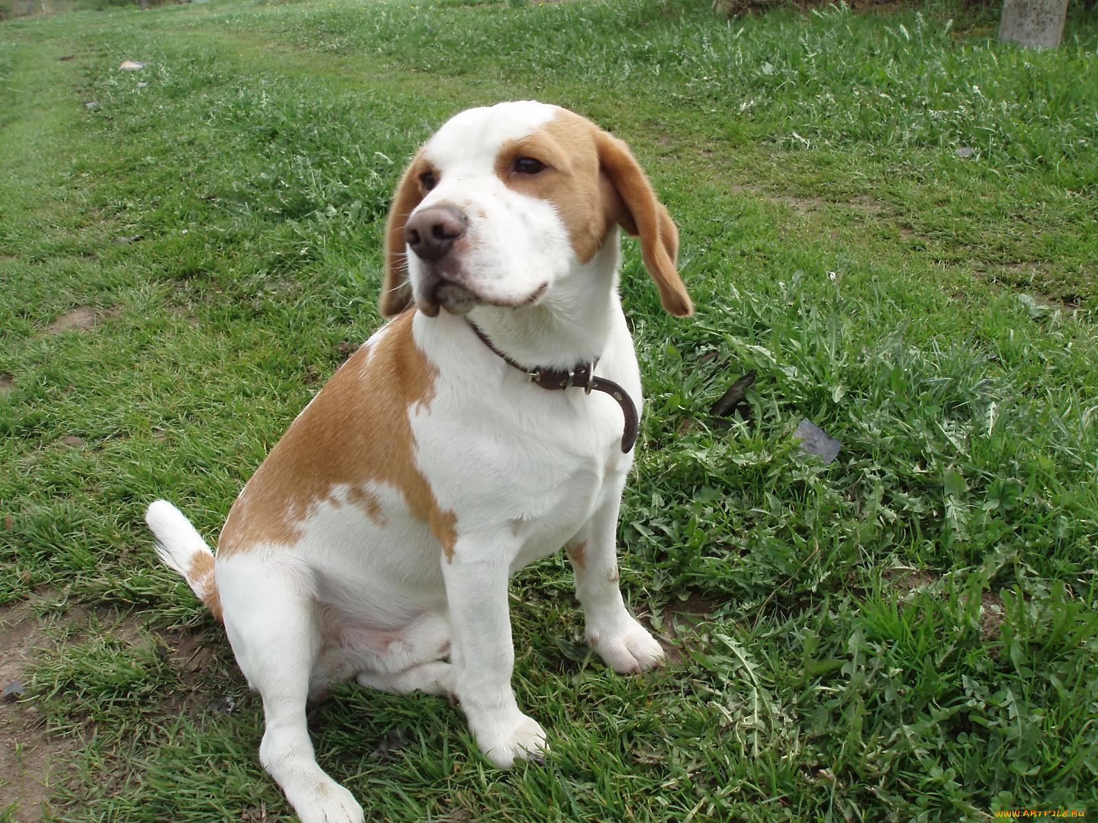 животные, собаки