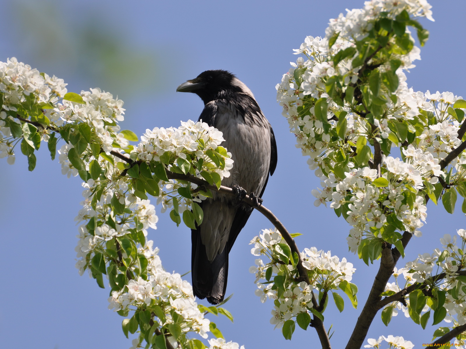 животные, вороны, грачи, галки