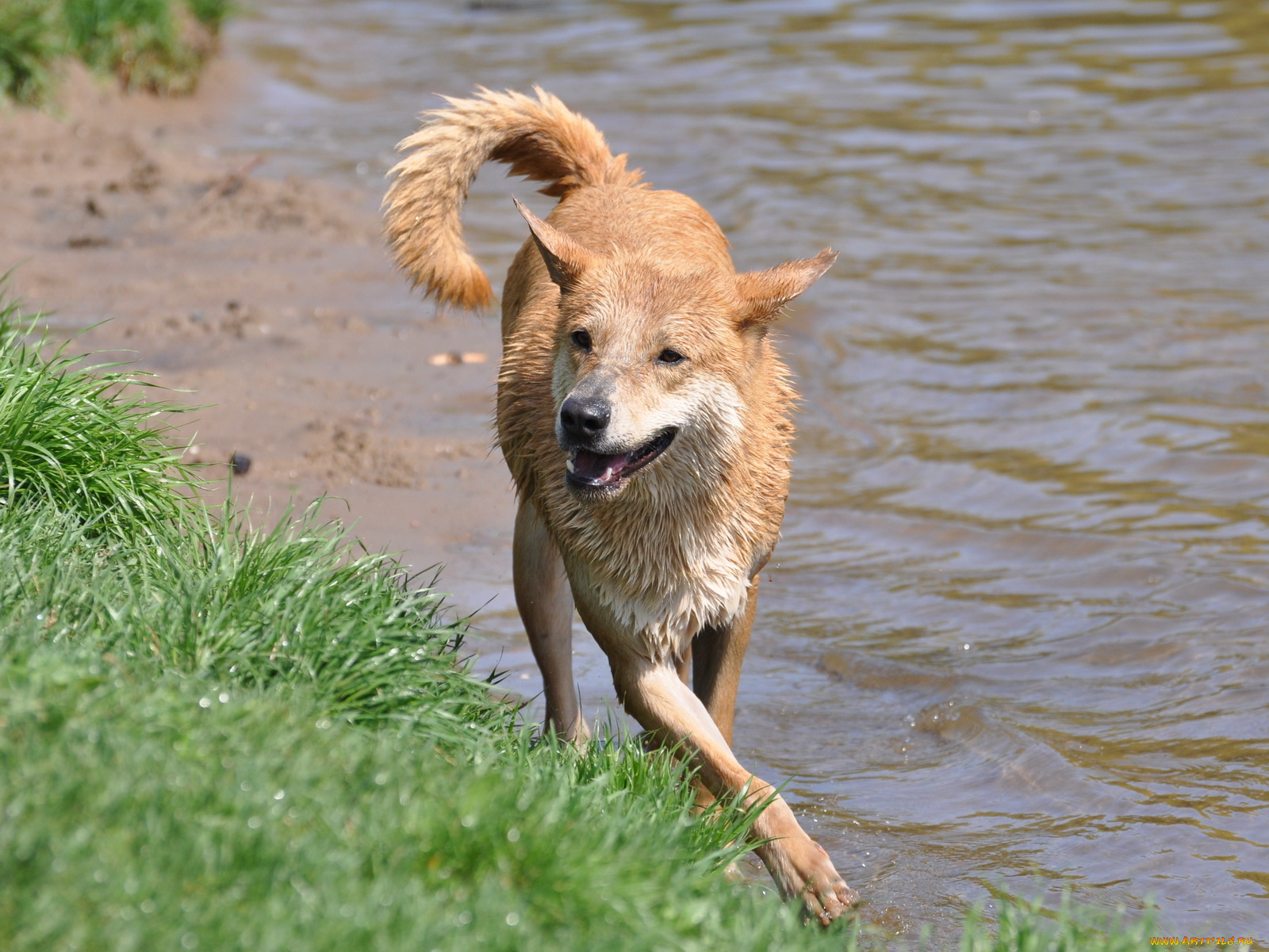 животные, собаки