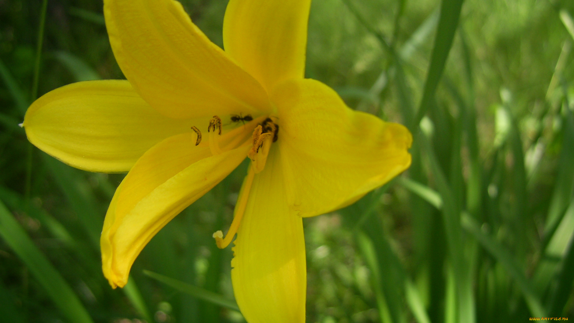 цветы, лилии, лилейники