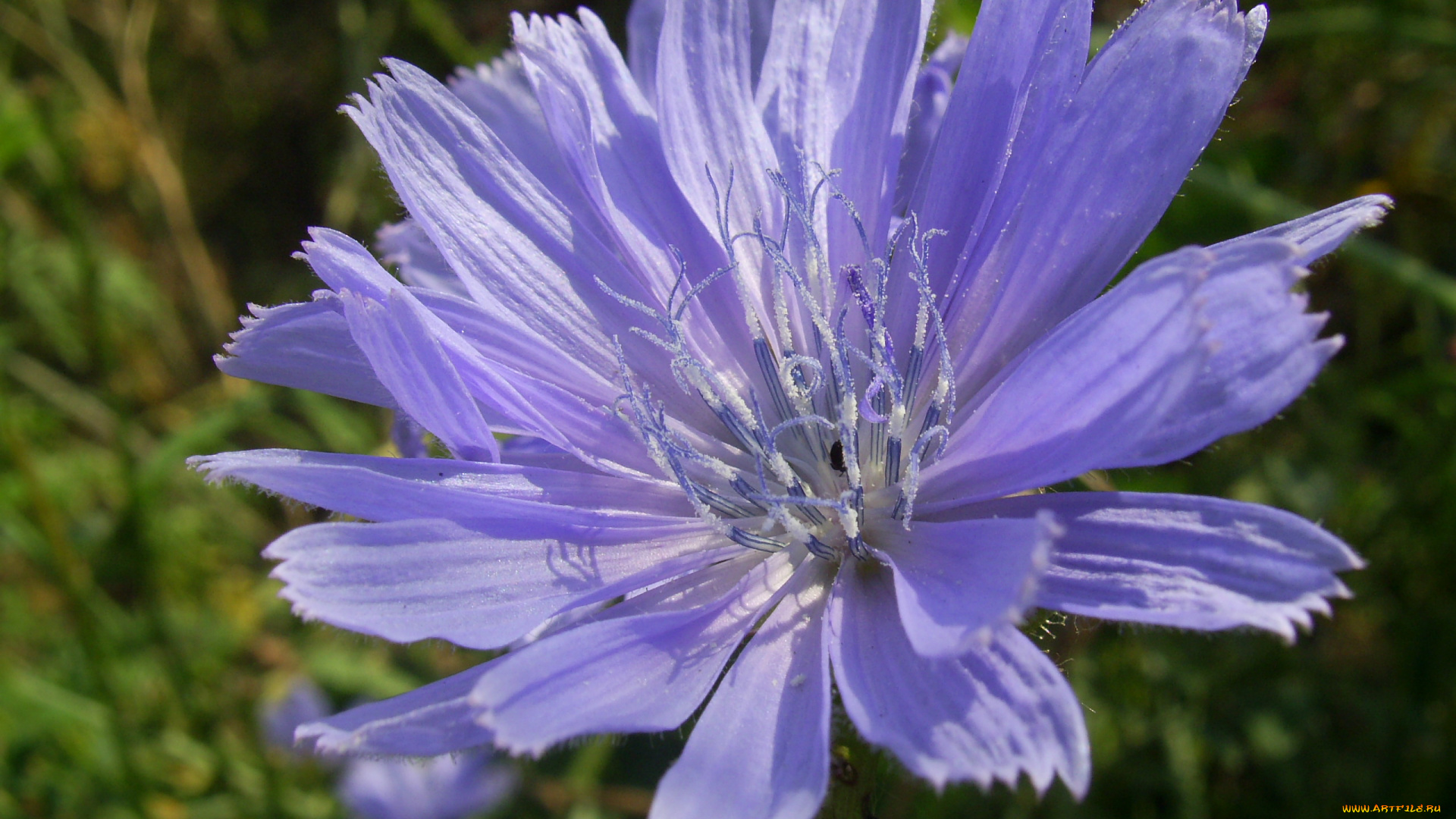 цветы, луговые, полевые