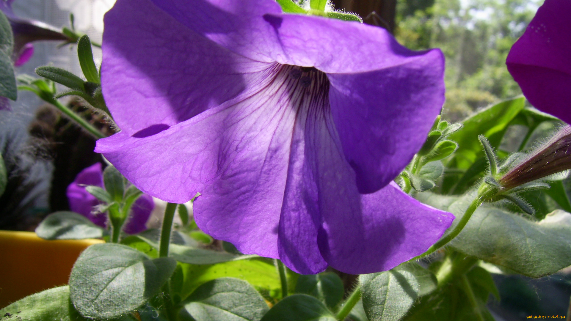 цветы, петунии, калибрахоа