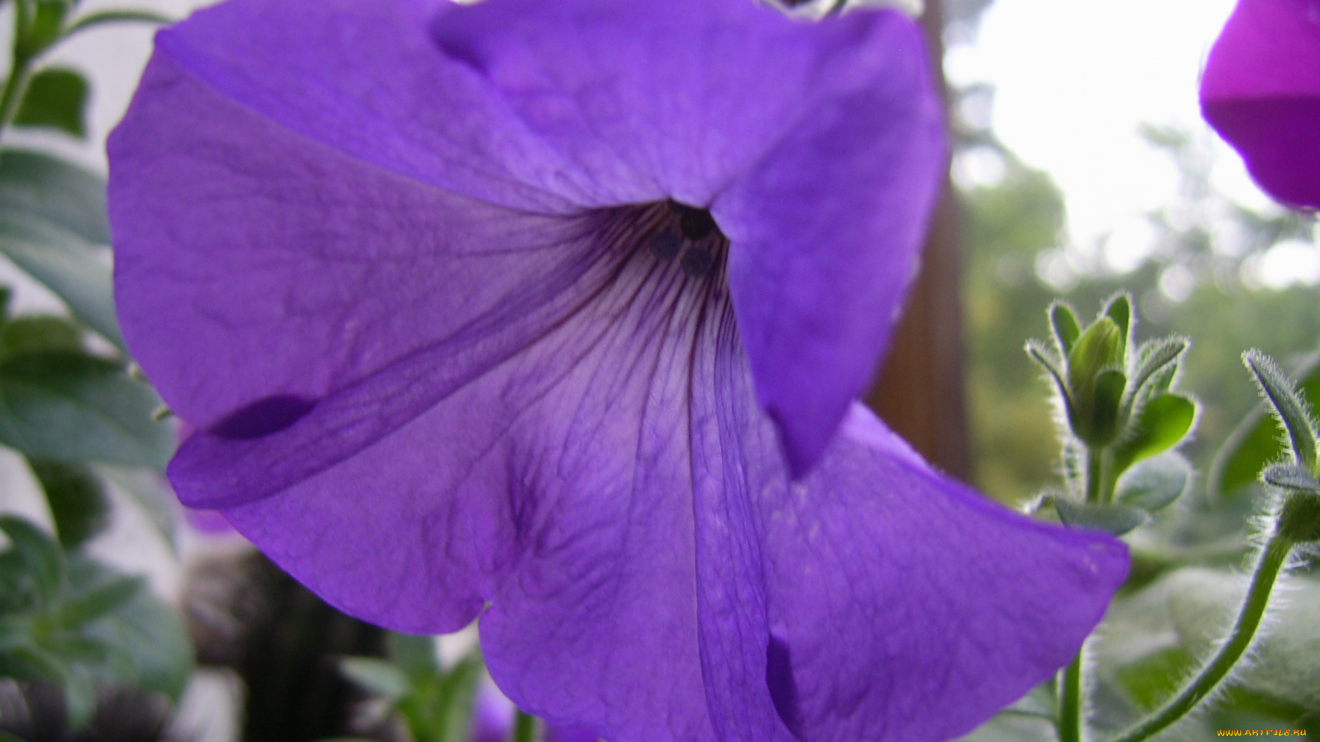 цветы, петунии, калибрахоа