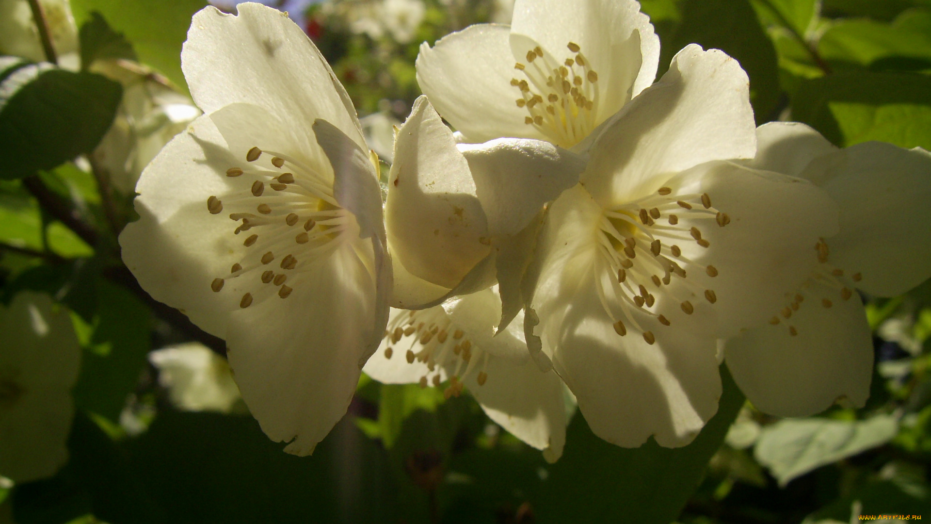цветы, жасмин
