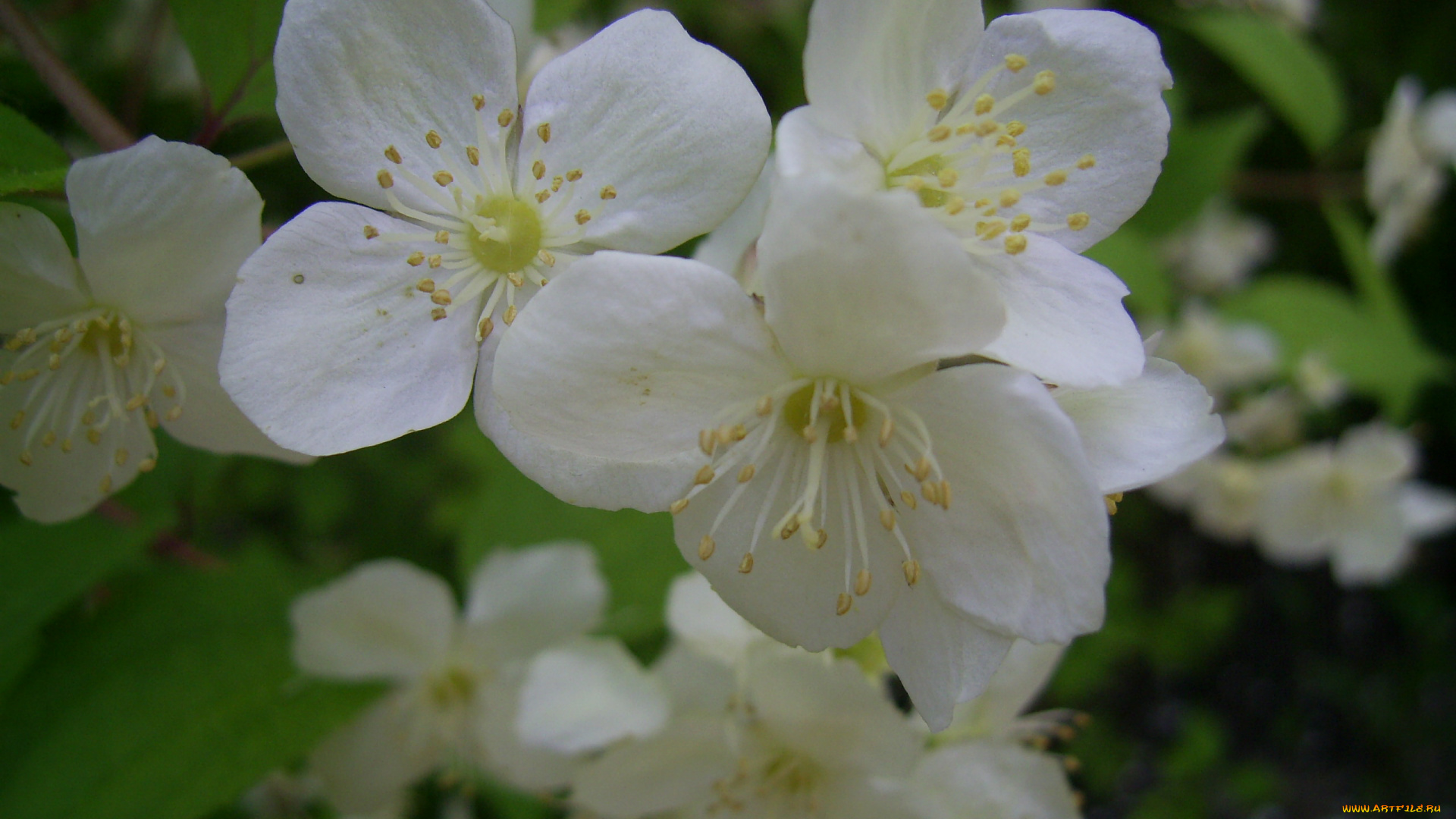 цветы, жасмин