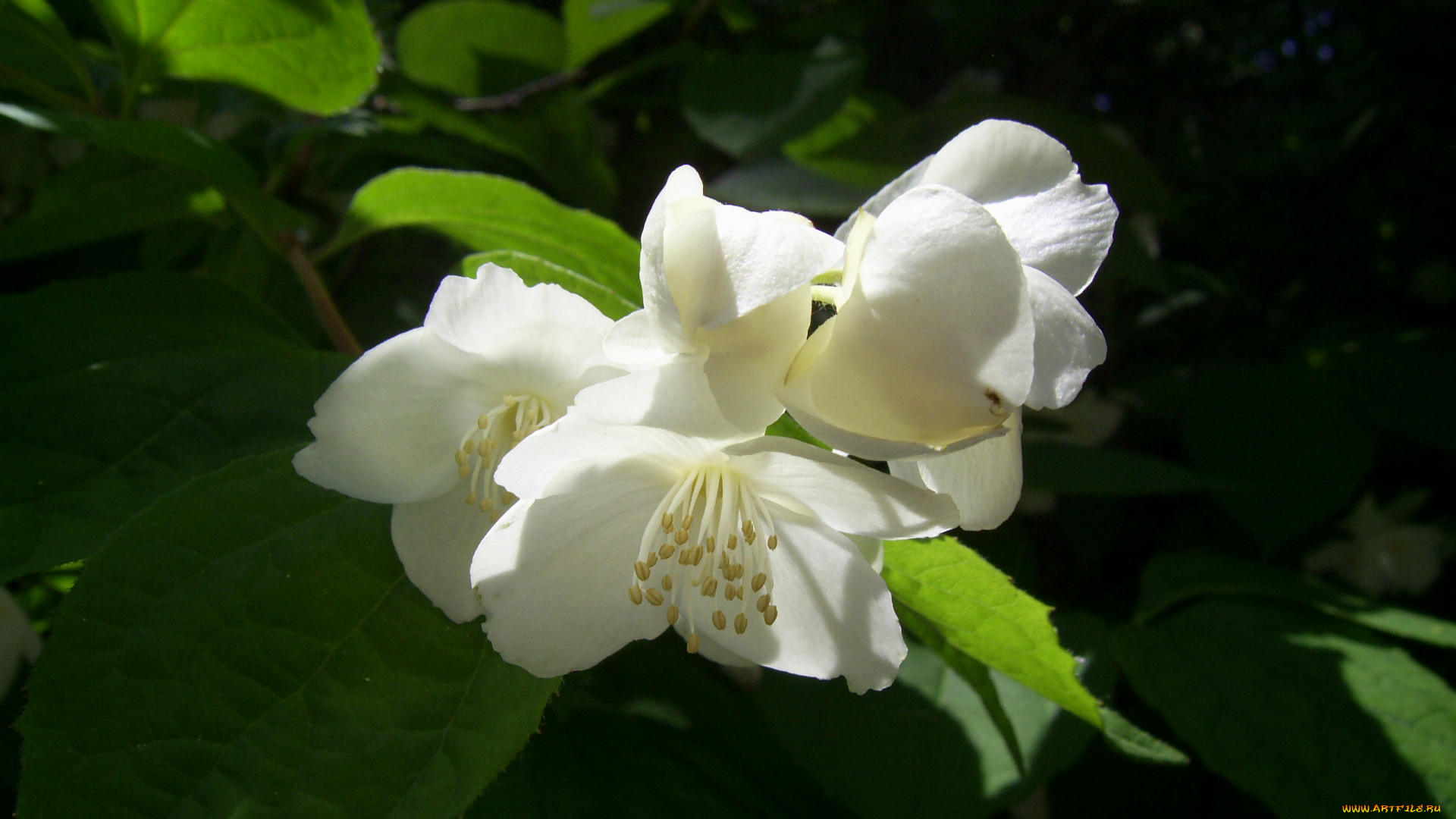 цветы, жасмин