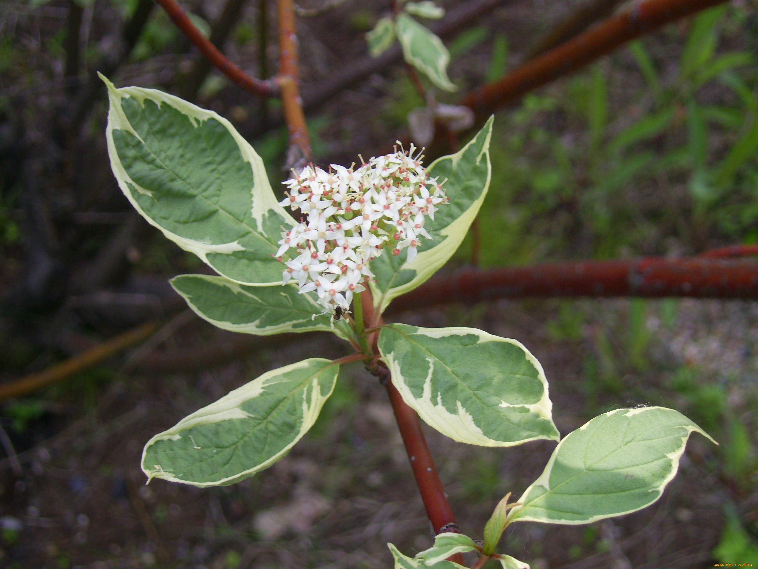 цветы, цветущие, деревья, кустарники
