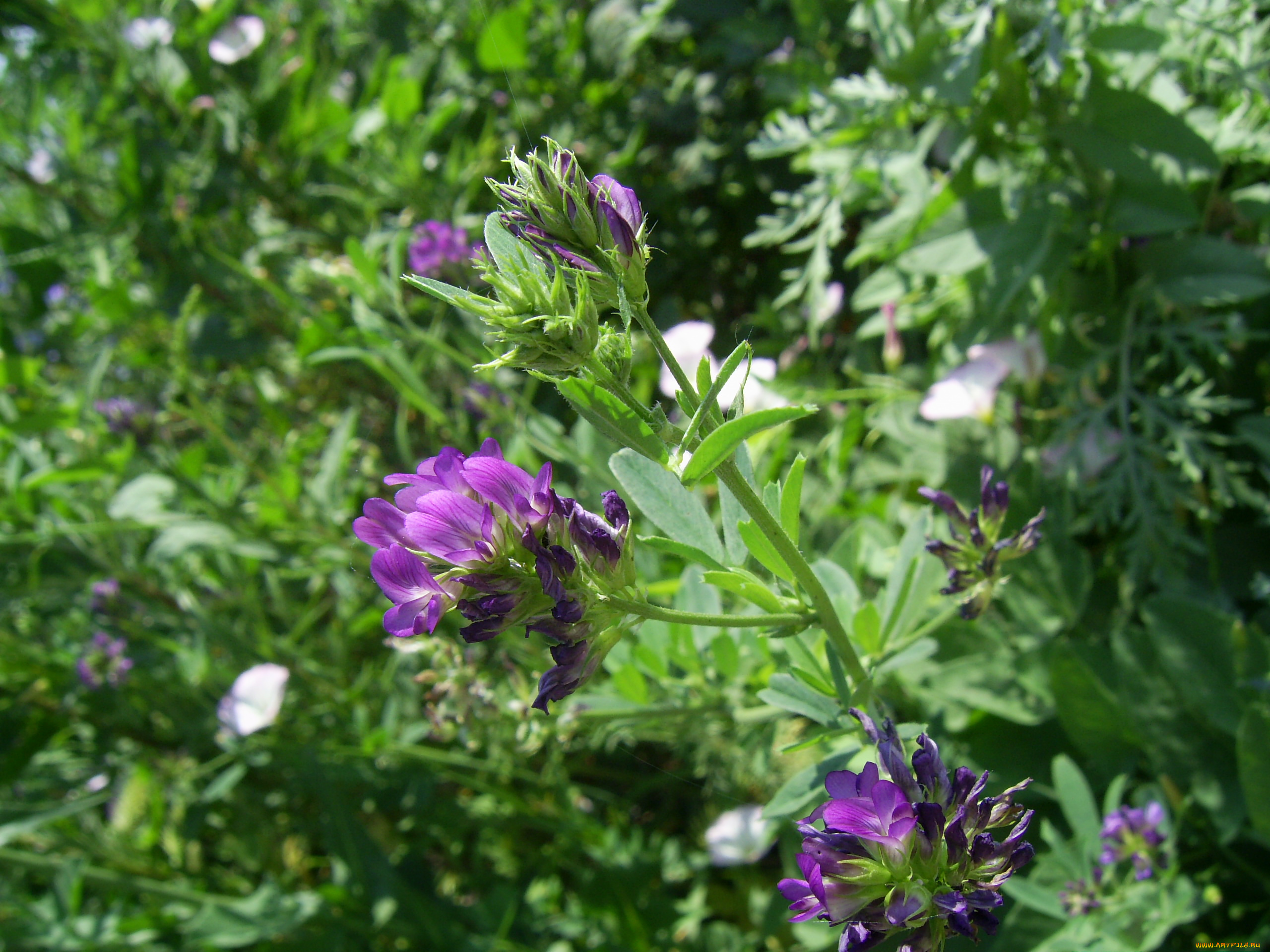 цветы, луговые, полевые